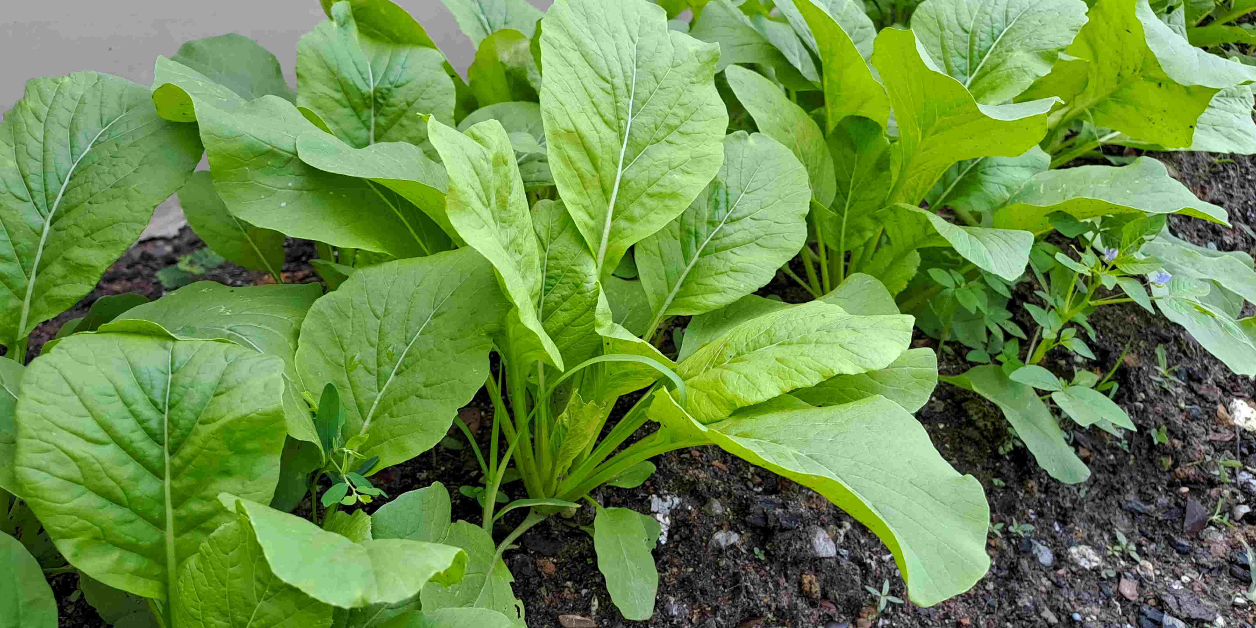 1.800 Atlet ikuti KlikDokter Run Fest 2022 , Gelorakan Semangat #JagaSehatmu Sambil Wisata