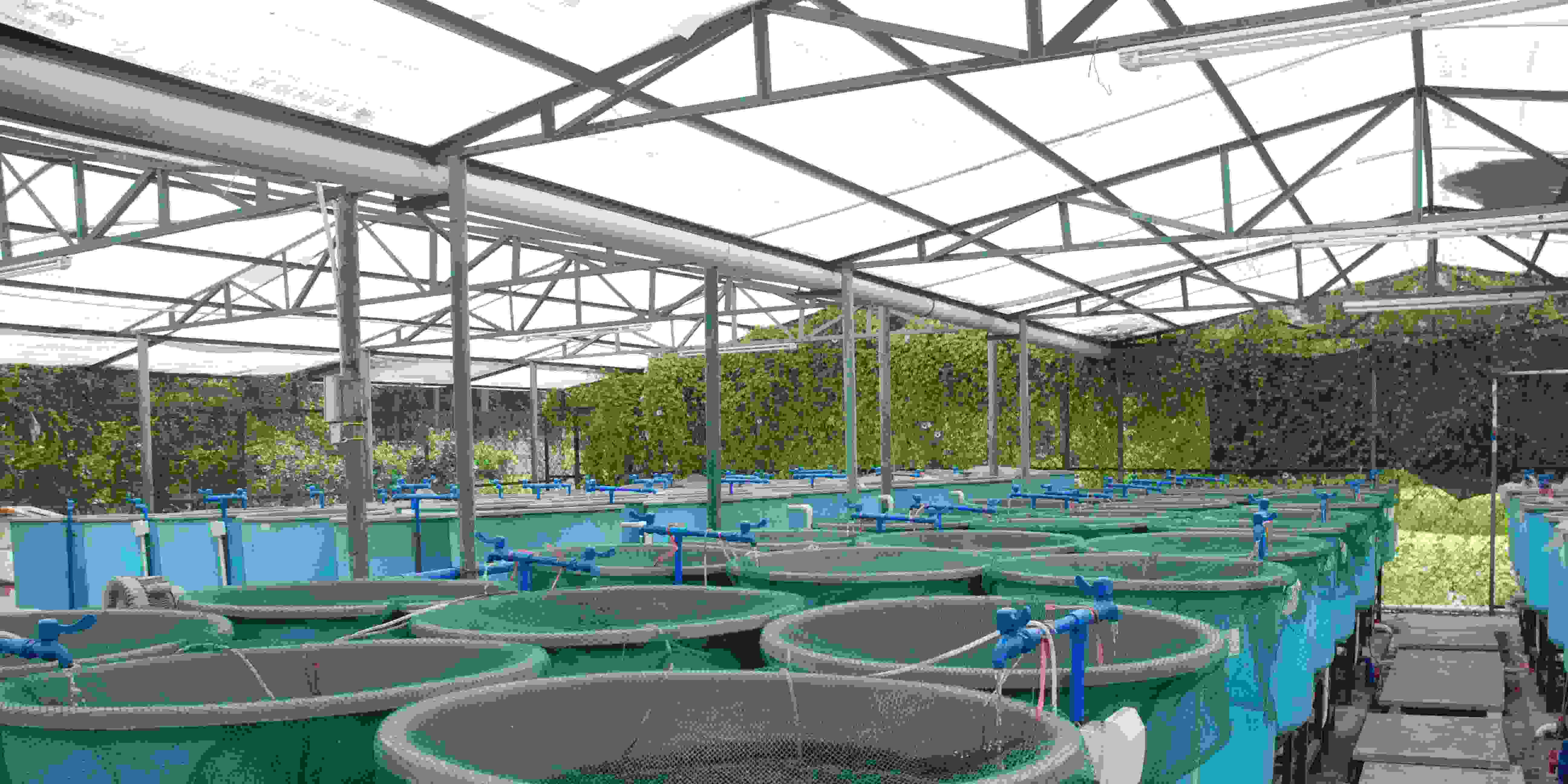 Cara Mudah Budidaya Ikan dan Sayur di Ember dengan Segudang Keuntungan