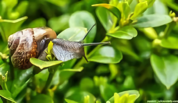 Cara Ampuh Mengusir Hama Siput Pada Tanaman