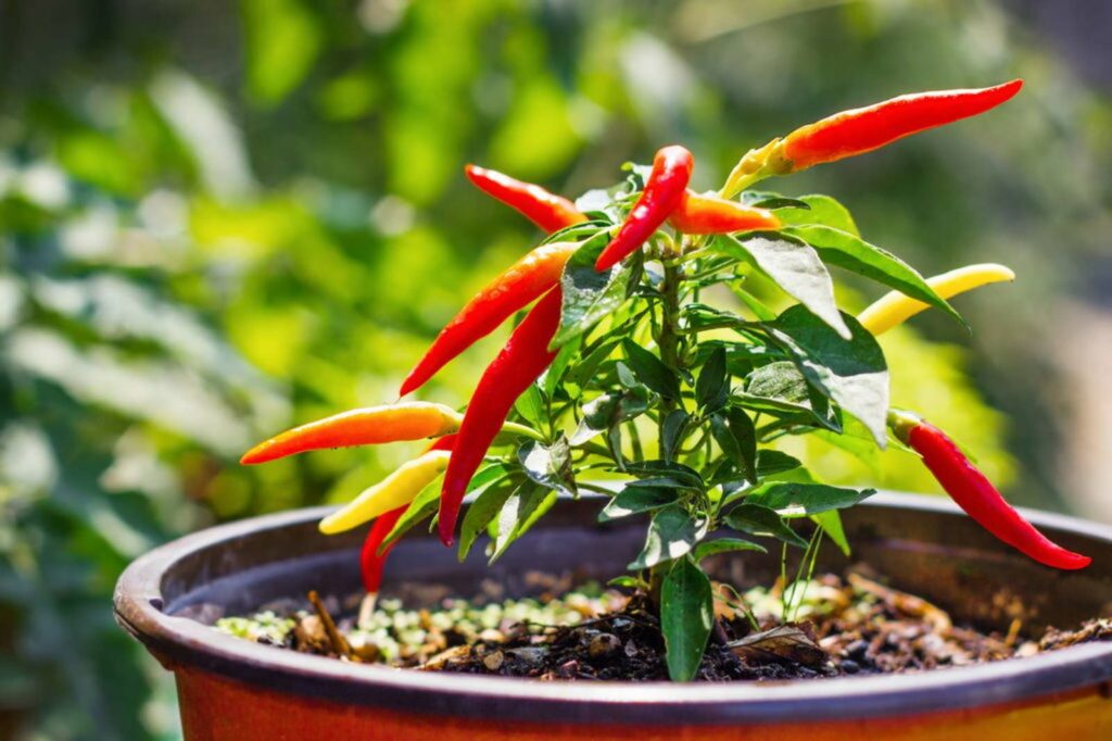 1.800 Atlet ikuti KlikDokter Run Fest 2022 , Gelorakan Semangat #JagaSehatmu Sambil Wisata