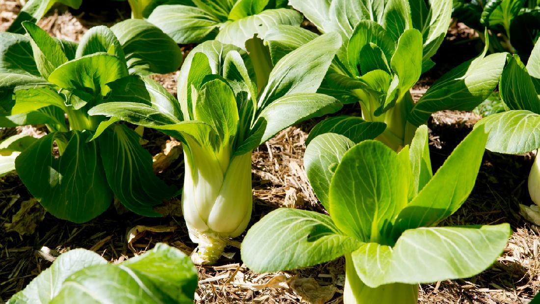 Mengenal Jenis Sawi yang Perlu Kalian Tau