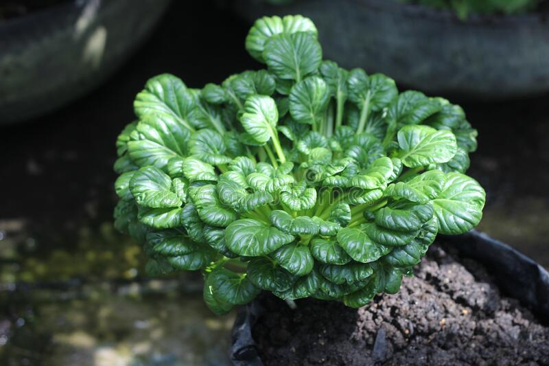 1.800 Atlet ikuti KlikDokter Run Fest 2022 , Gelorakan Semangat #JagaSehatmu Sambil Wisata