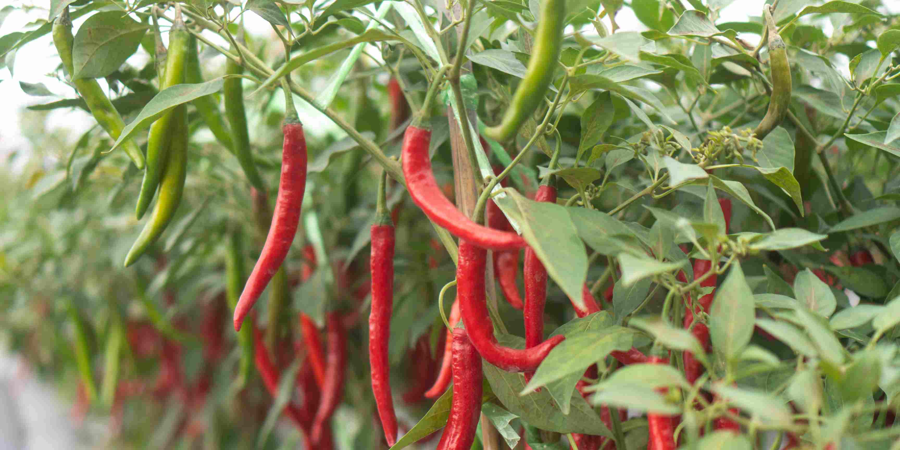 1.800 Atlet ikuti KlikDokter Run Fest 2022 , Gelorakan Semangat #JagaSehatmu Sambil Wisata