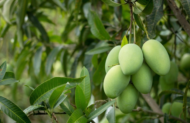 7 Jenis Hama Pohon Mangga dan Cara Pengendaliannya