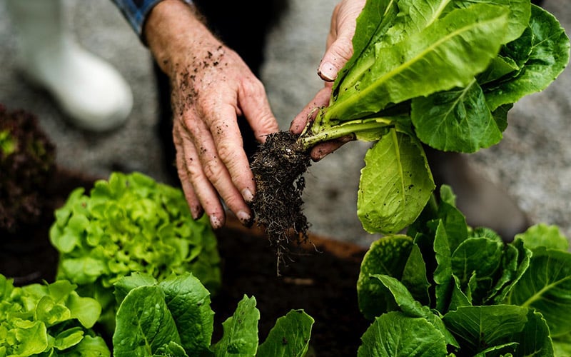 1.800 Atlet ikuti KlikDokter Run Fest 2022 , Gelorakan Semangat #JagaSehatmu Sambil Wisata