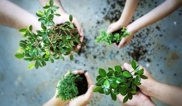 6 Tanaman Pengusir Kecoa yang Wajib Punya di Rumah