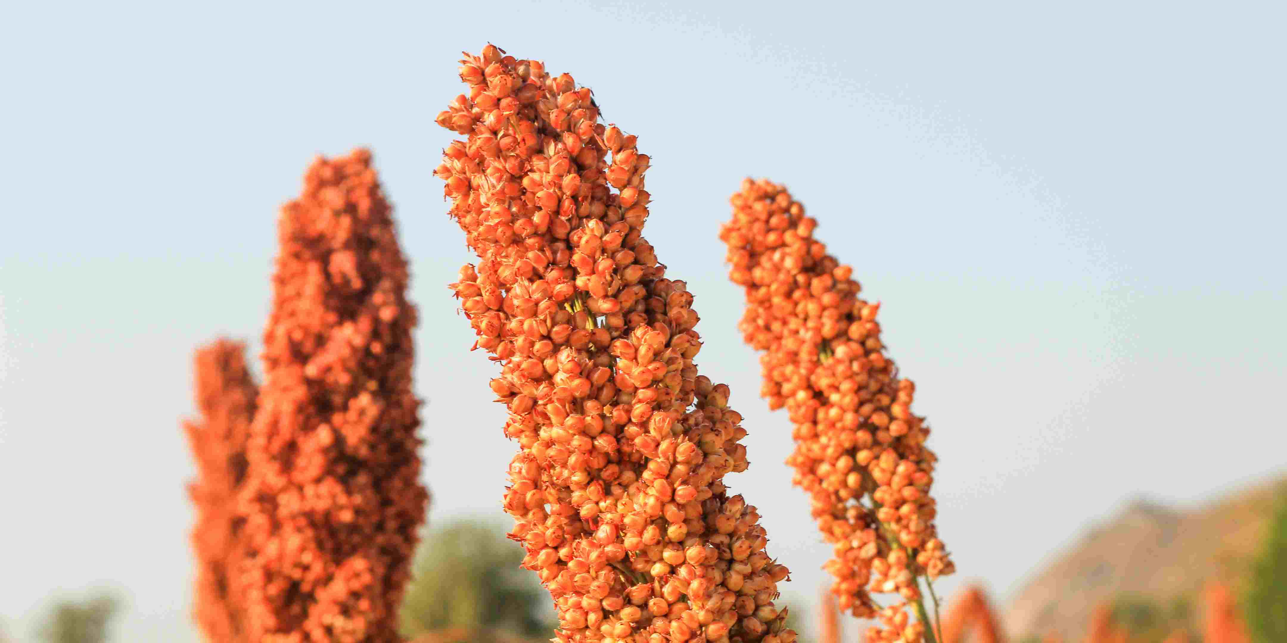 1.800 Atlet ikuti KlikDokter Run Fest 2022 , Gelorakan Semangat #JagaSehatmu Sambil Wisata