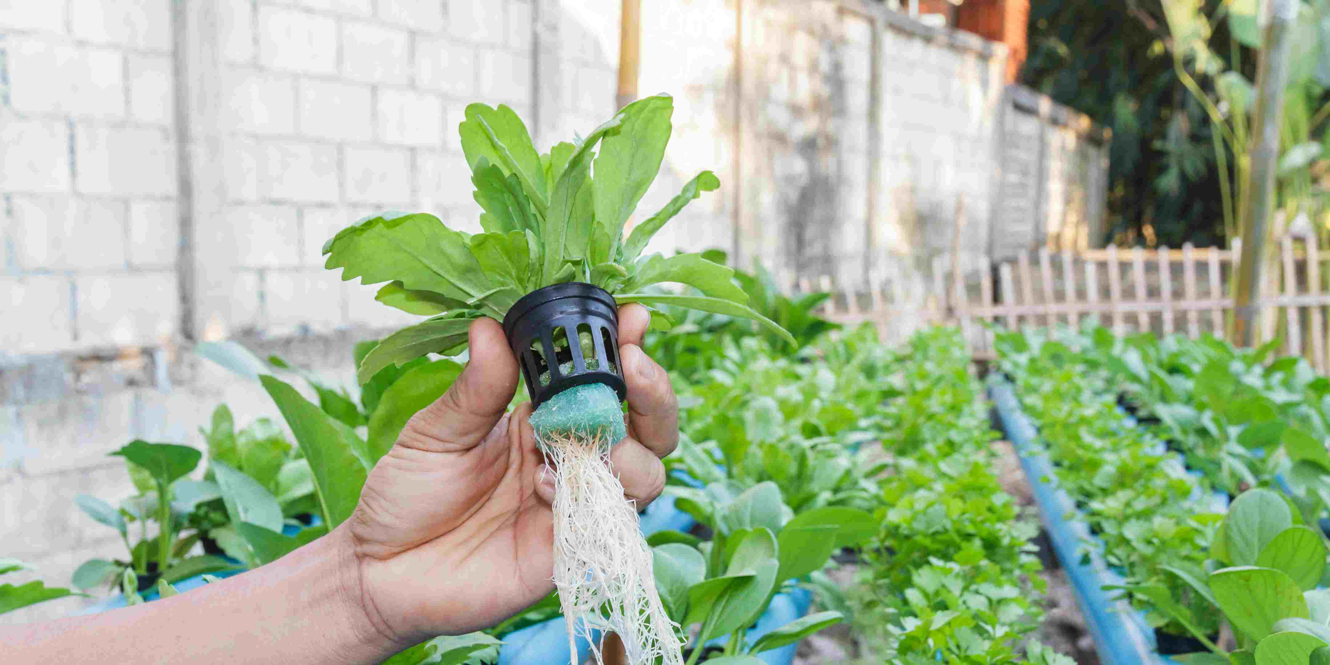 Kelebihan dan Kekurangan Teknik Bercocok Tanam Hidroponik