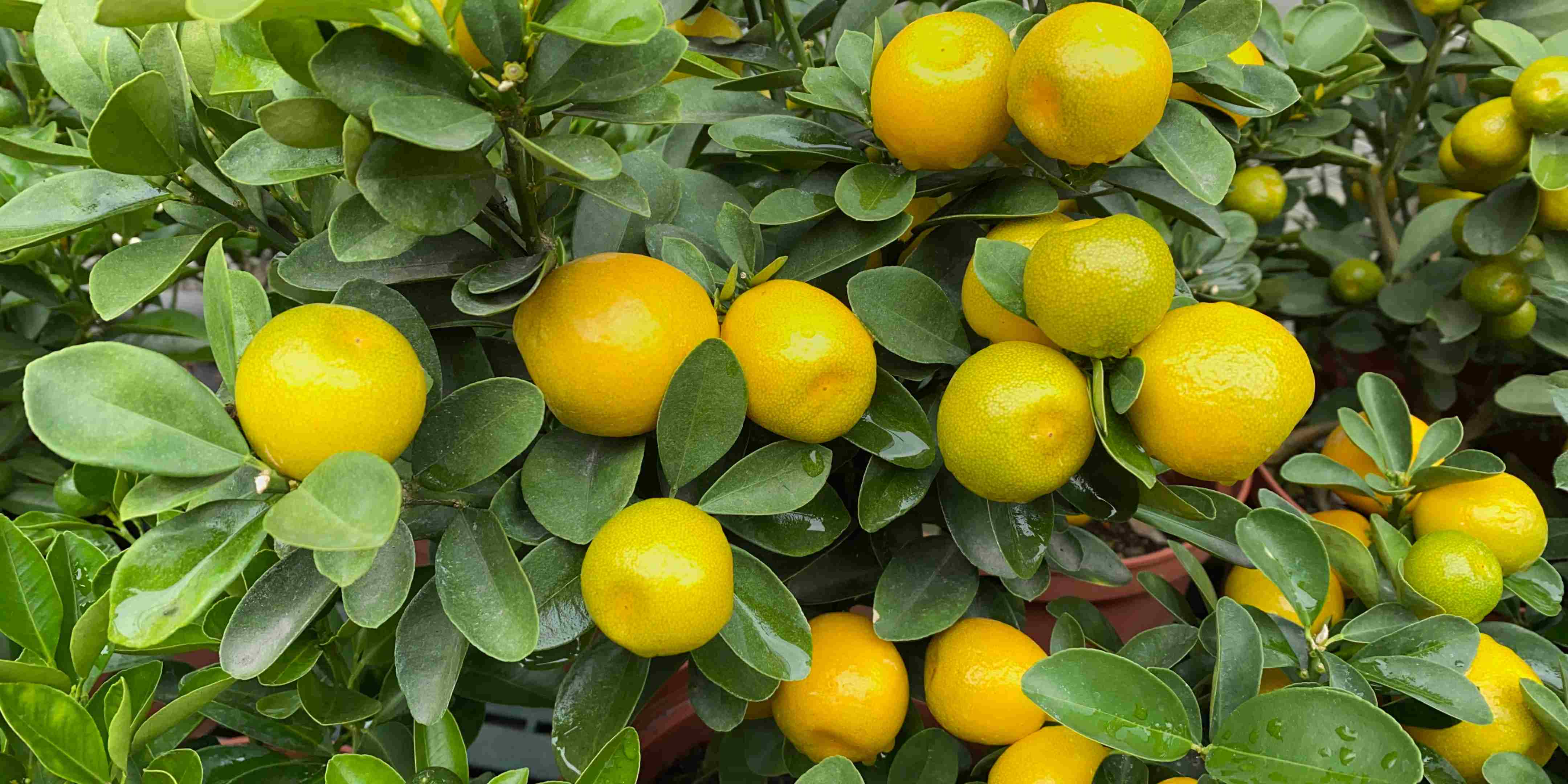 Mengenal Jeruk Nagami: Si Mini yang Manis dan Segar