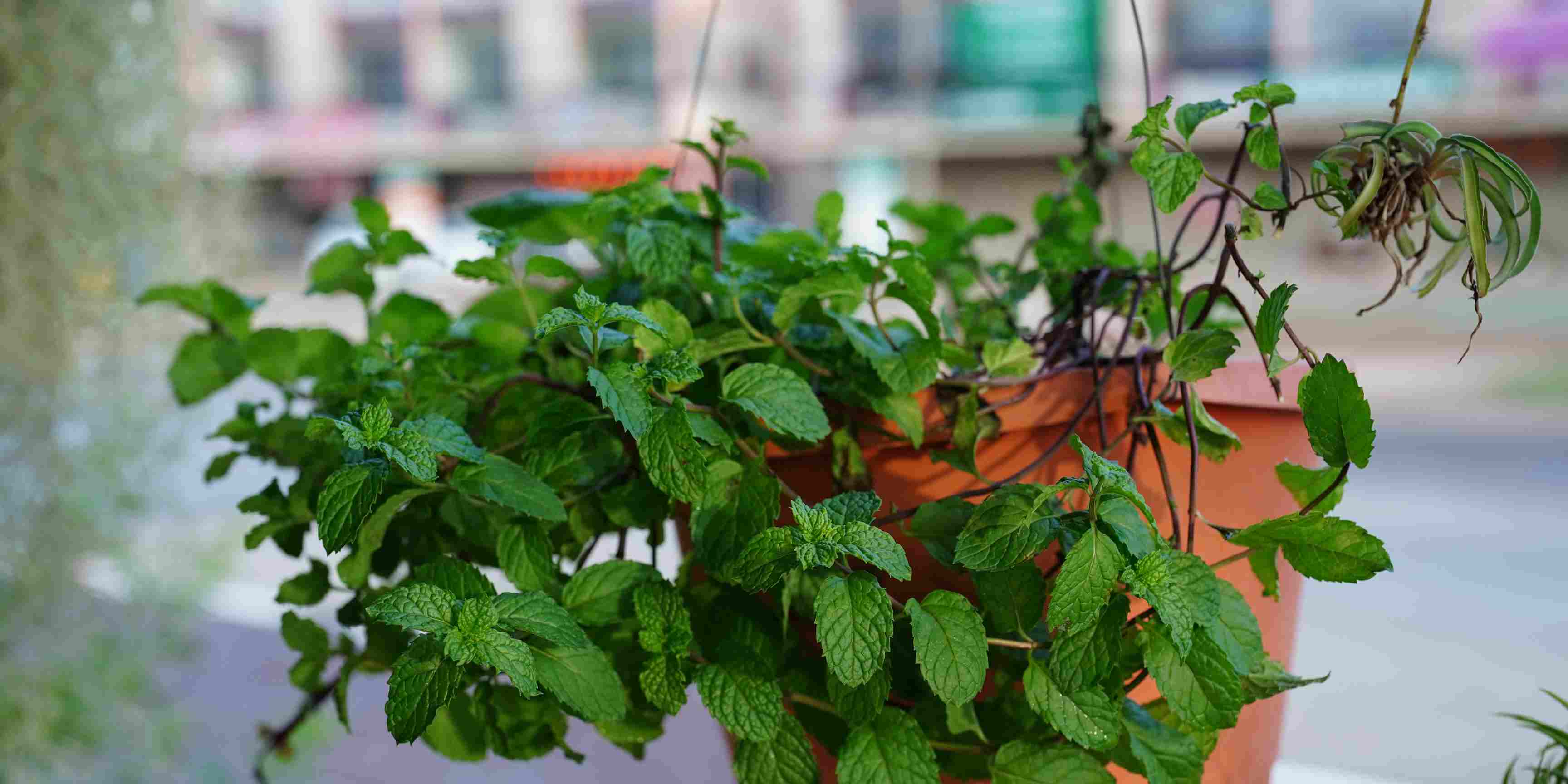 1.800 Atlet ikuti KlikDokter Run Fest 2022 , Gelorakan Semangat #JagaSehatmu Sambil Wisata