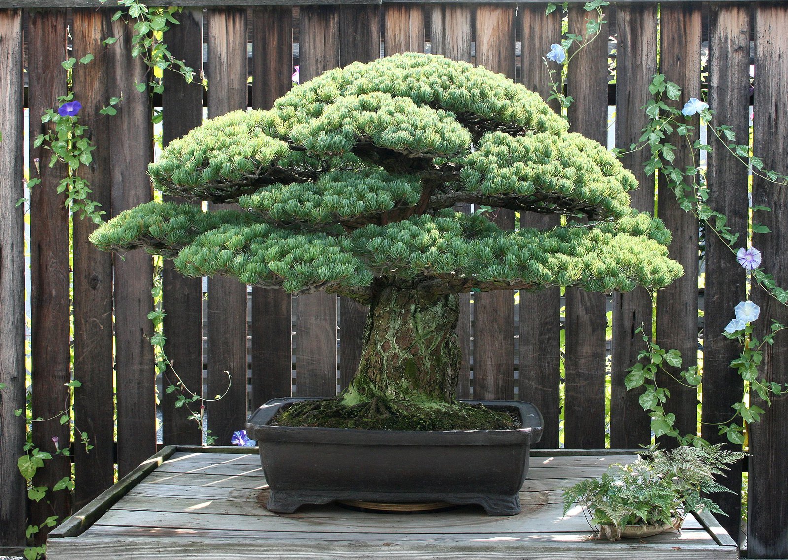 Tips Merawat Tanaman Bonsai Bagi Pemula Agar Tumbuh Subur