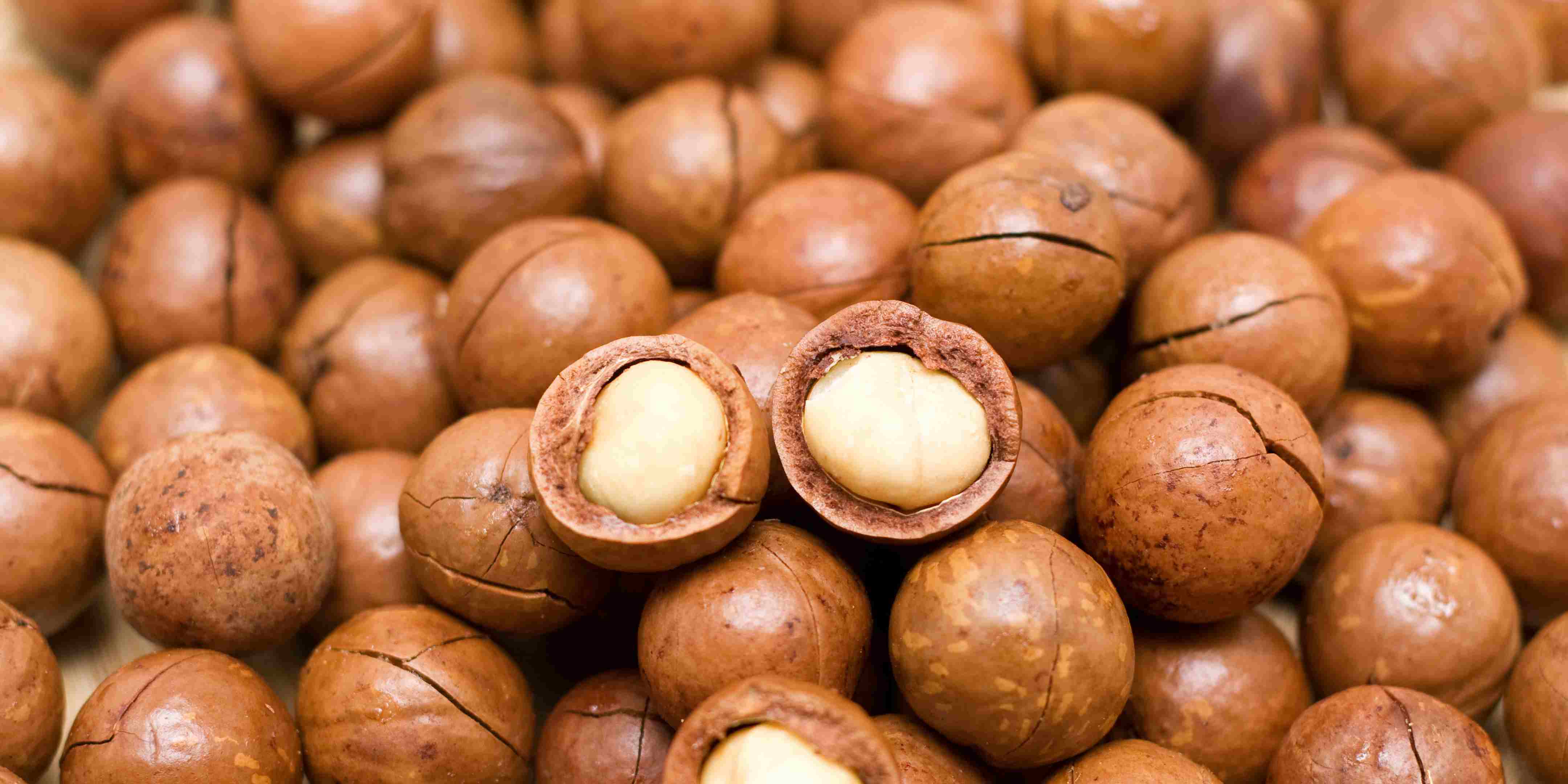 Mengenal Tanaman Kacang Macadamia: Si Superfood Mahal yang Kaya Nutrisi
