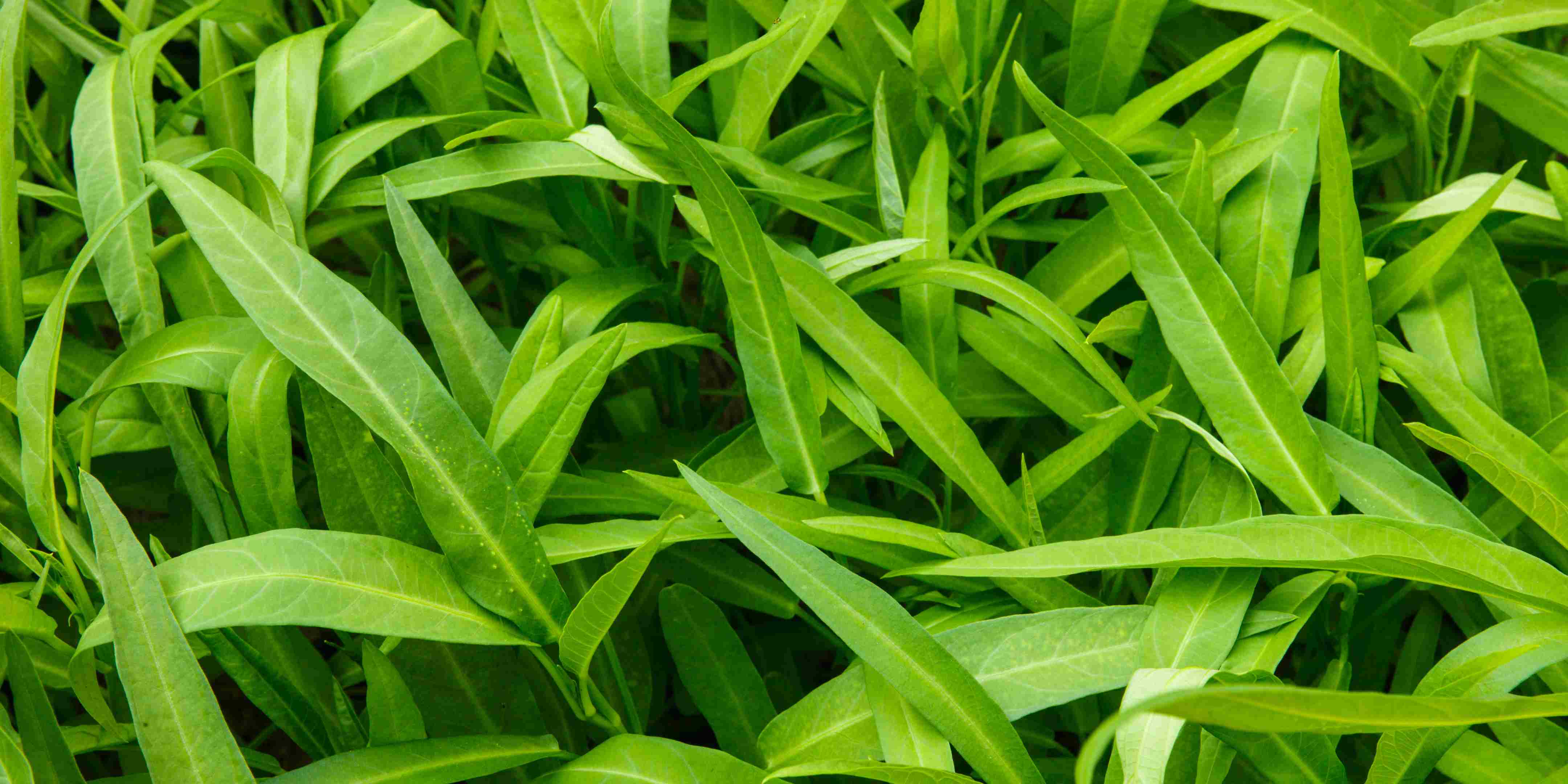 Mengapa Tanaman Kangkung Dilarang di Amerika Serikat?