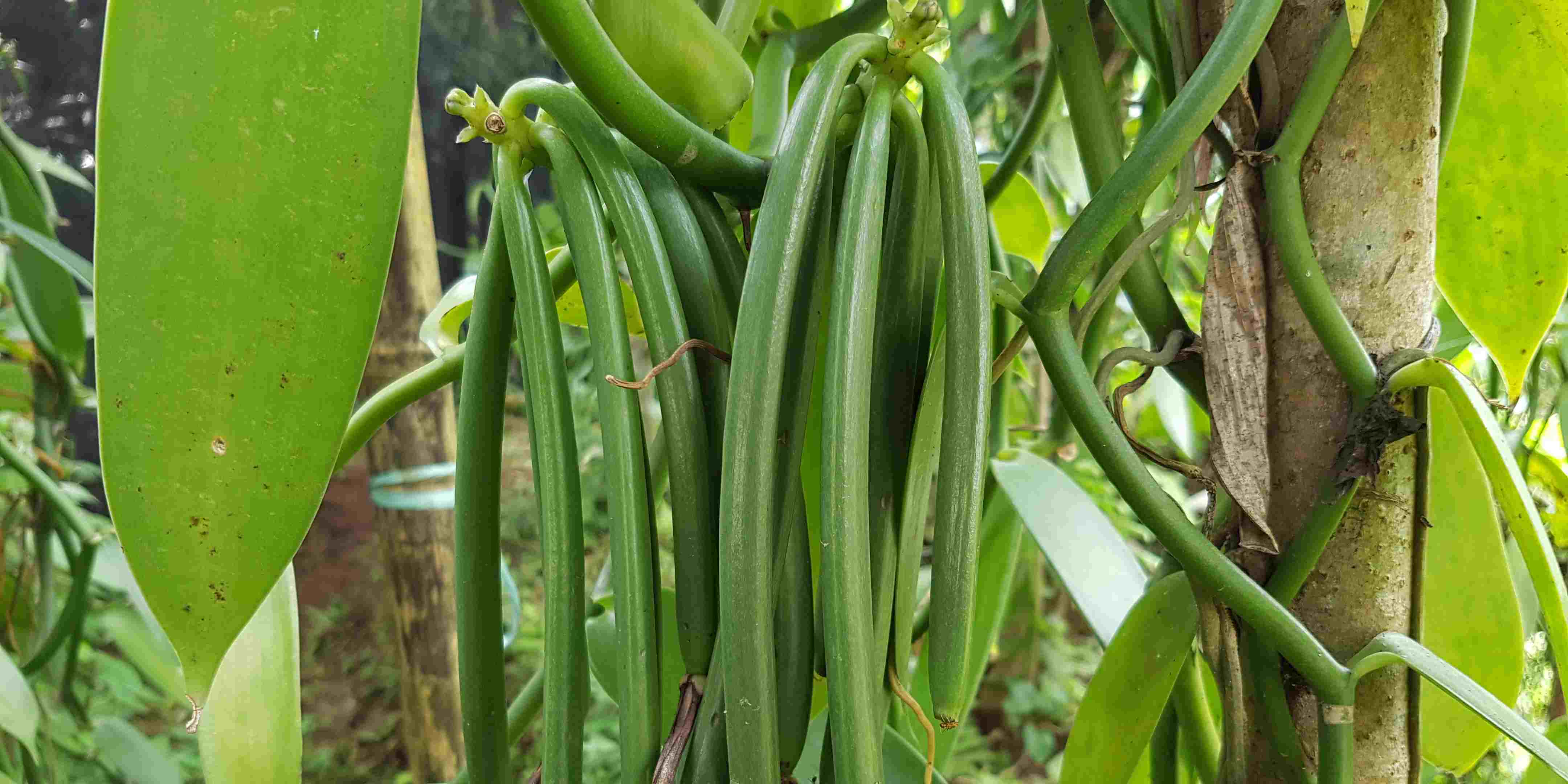 Mengenal Tanaman Vanili: Ciri-Ciri, Manfaat, Harga, dan Cara Budidayanya