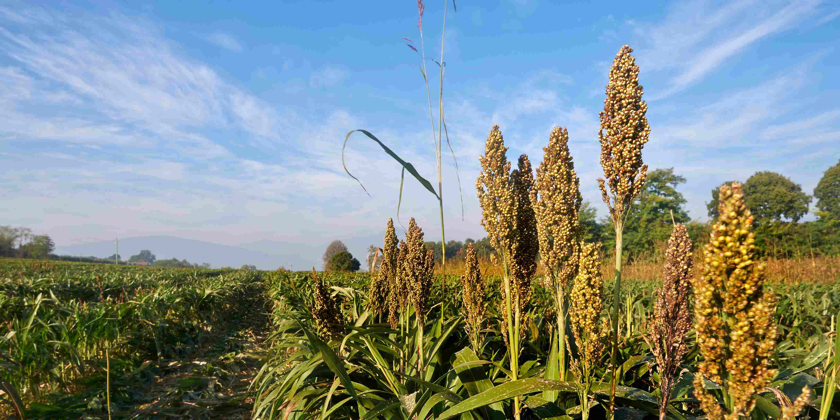 Sorgum: Alternatif Pangan Pengganti Nasi