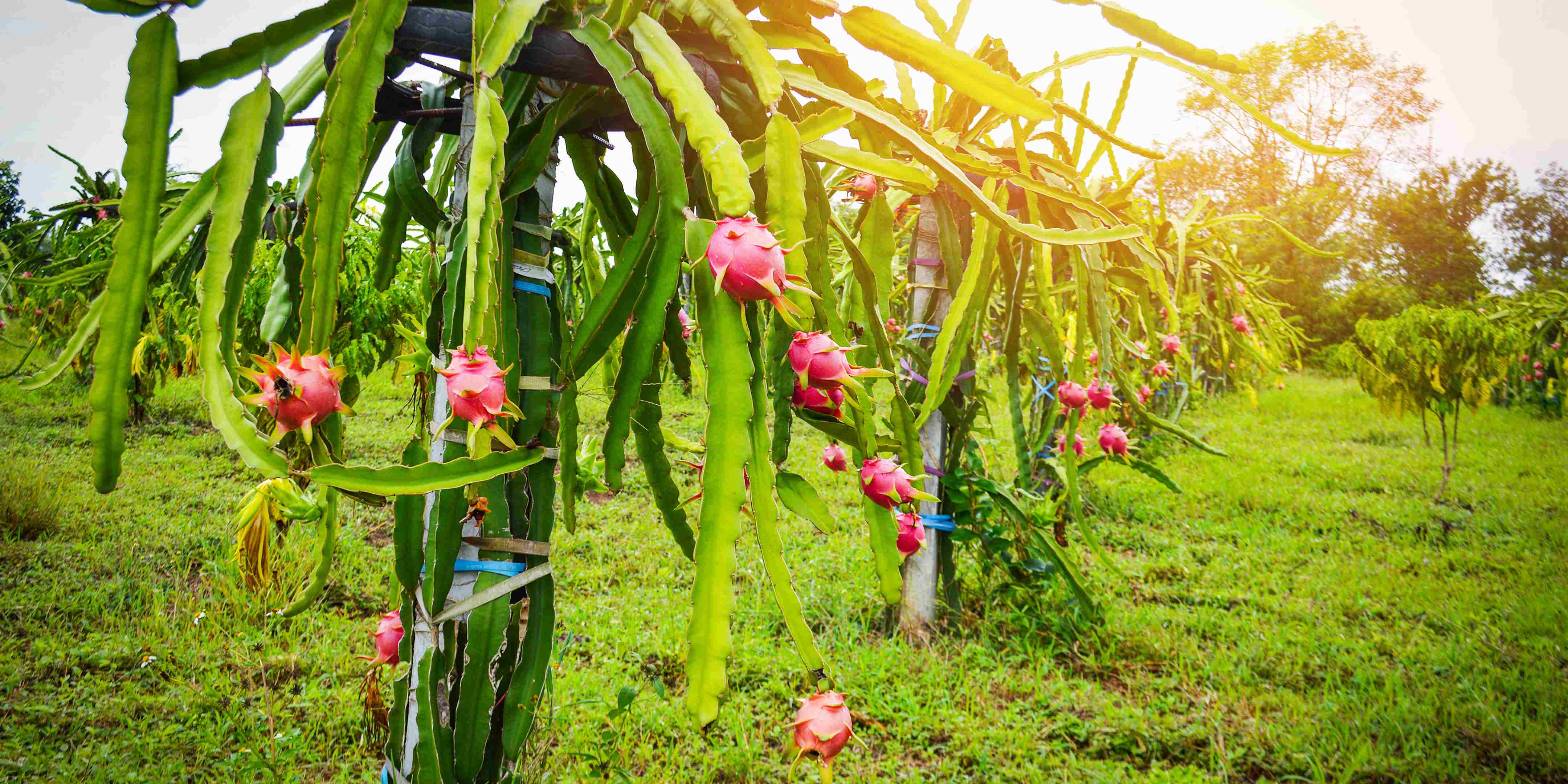 Kenapa Buah Naga Menggunakan Lampu? Ini Alasan di Baliknya