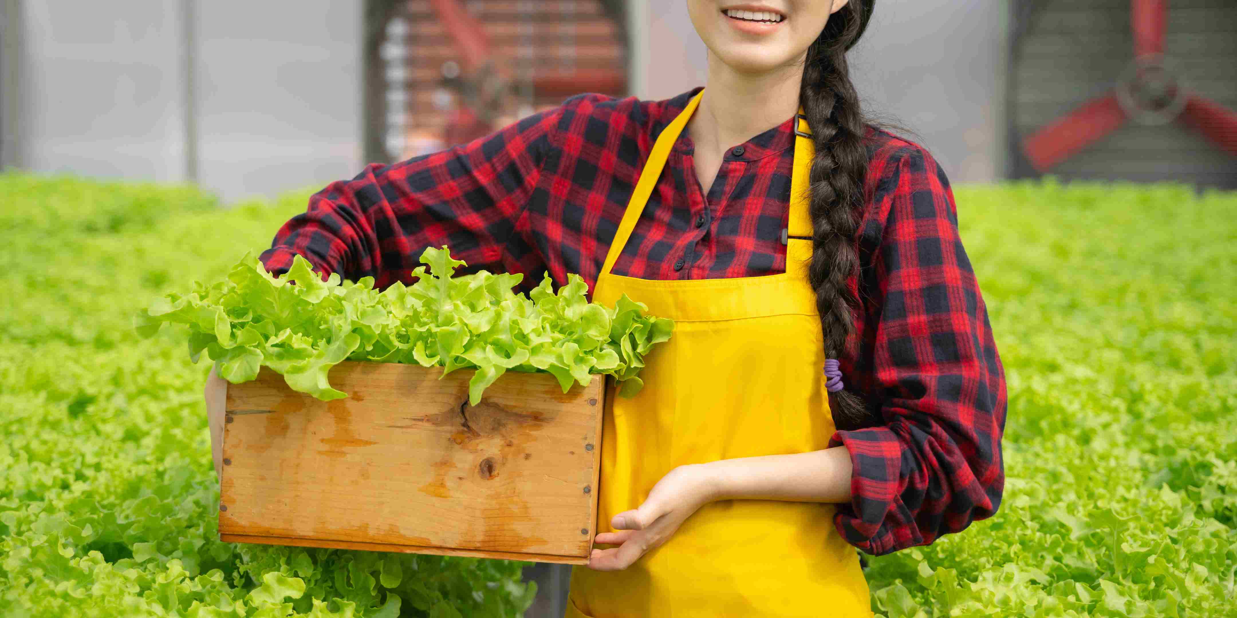 Panduan Menanam Sayuran Hidroponik dengan Styrofoam Box Bekas Anggur
