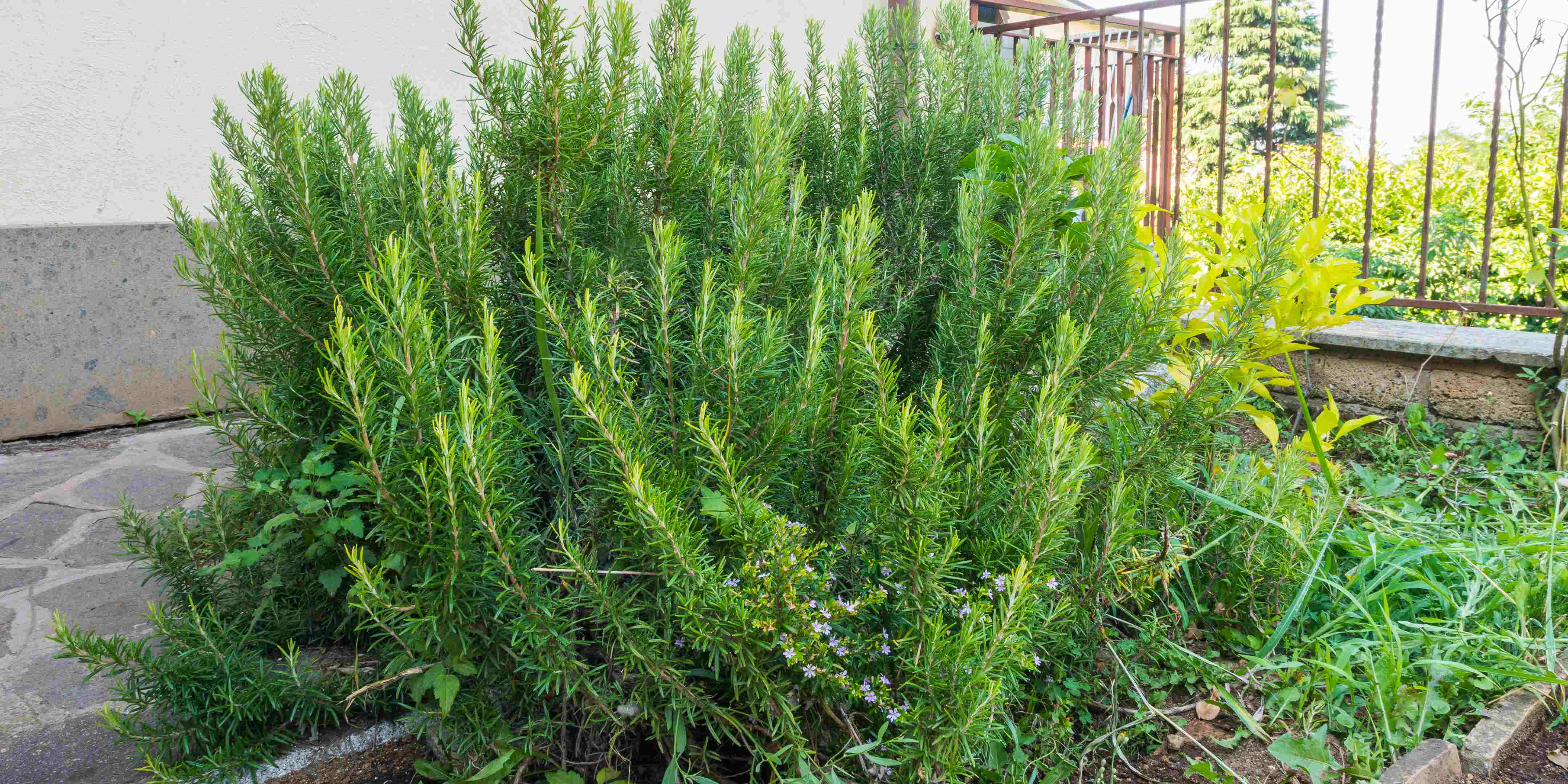 1.800 Atlet ikuti KlikDokter Run Fest 2022 , Gelorakan Semangat #JagaSehatmu Sambil Wisata