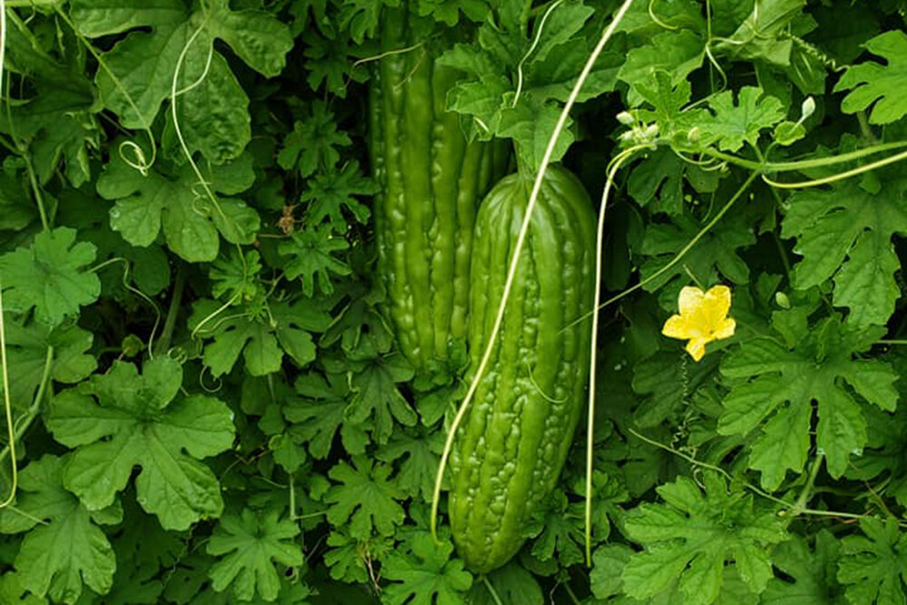 Jenis Hama dan Penyakit Tanaman Pare, Serta Cara Pengendaliannya