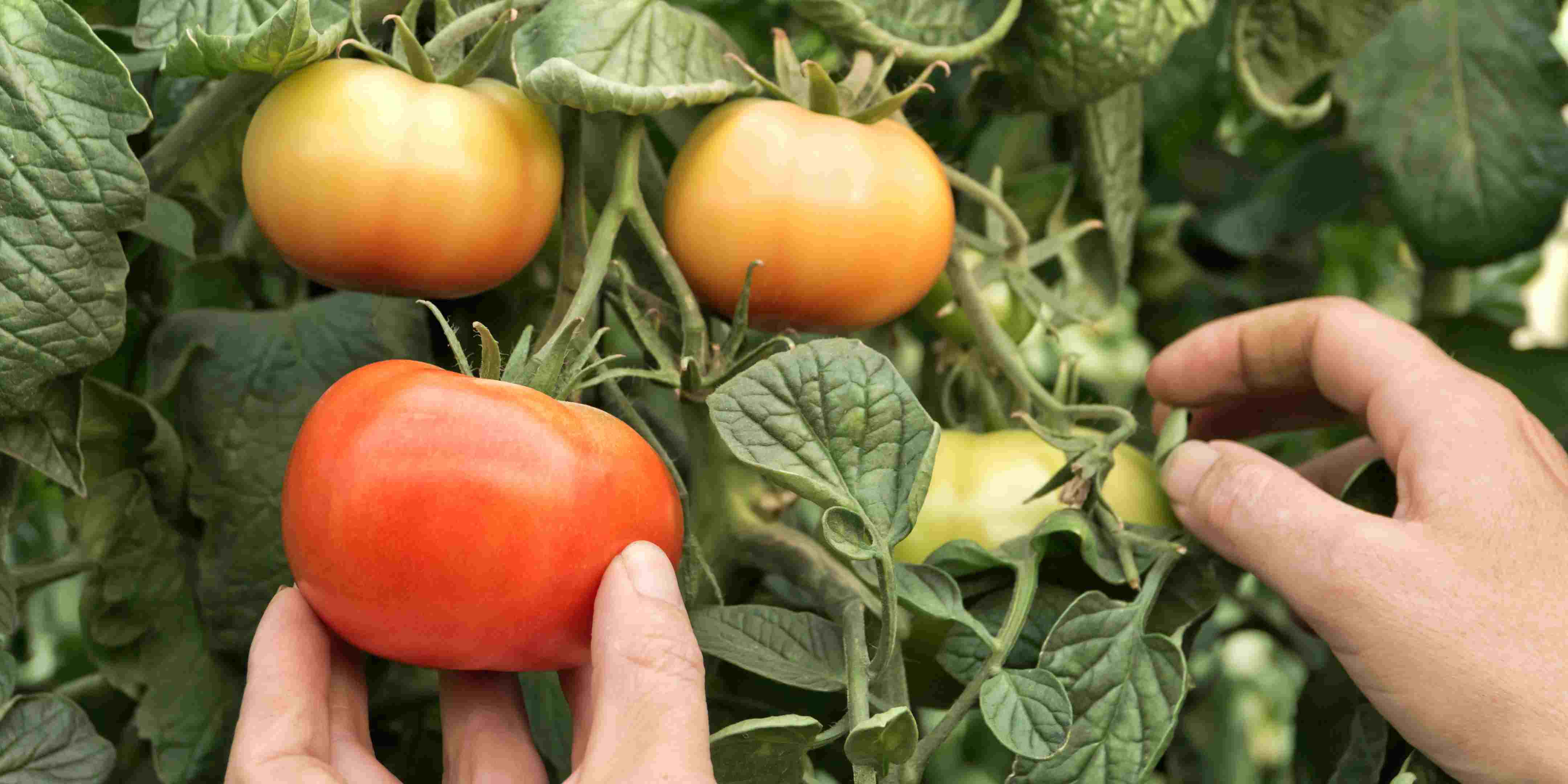 1.800 Atlet ikuti KlikDokter Run Fest 2022 , Gelorakan Semangat #JagaSehatmu Sambil Wisata