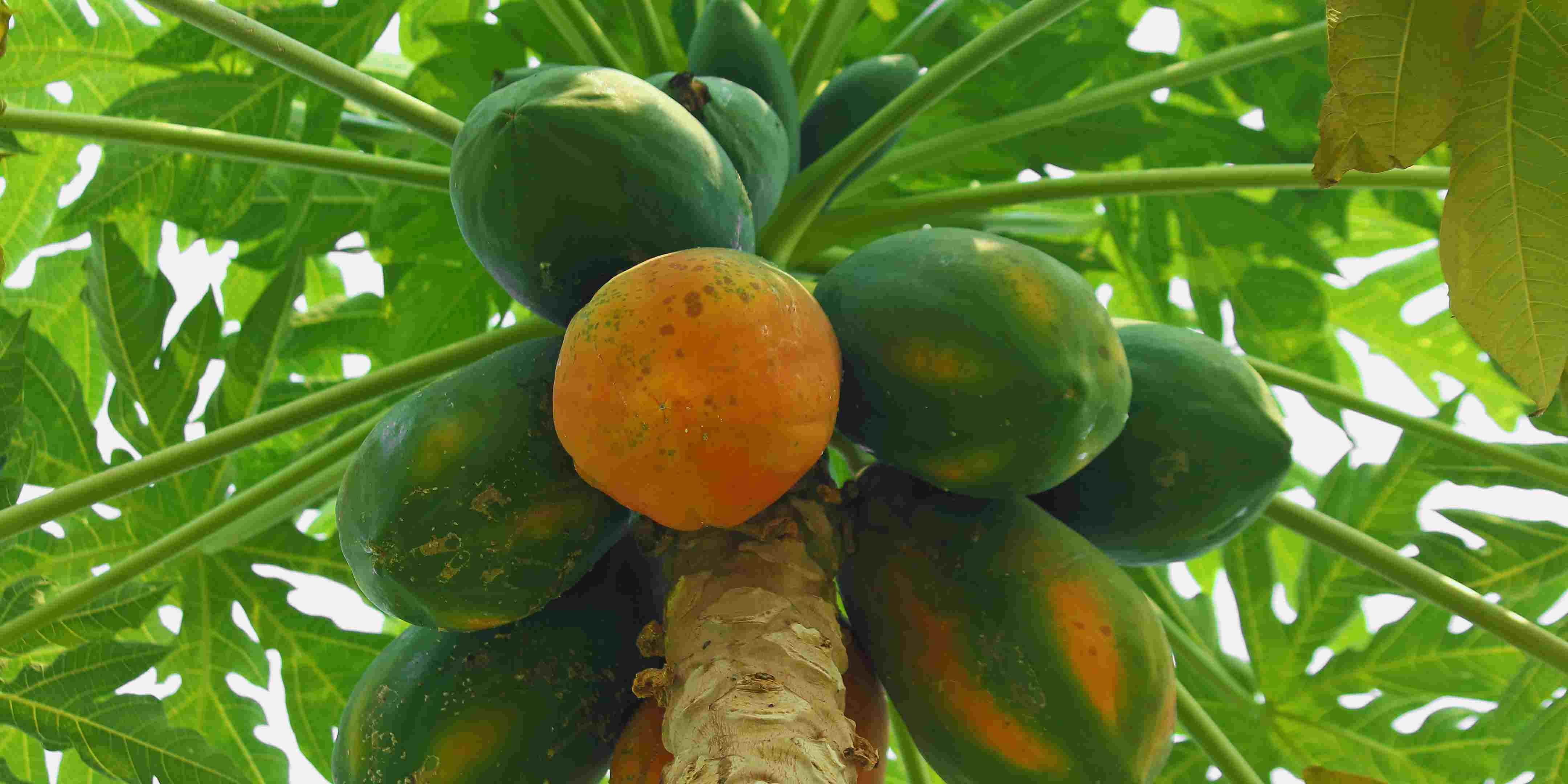 1.800 Atlet ikuti KlikDokter Run Fest 2022 , Gelorakan Semangat #JagaSehatmu Sambil Wisata