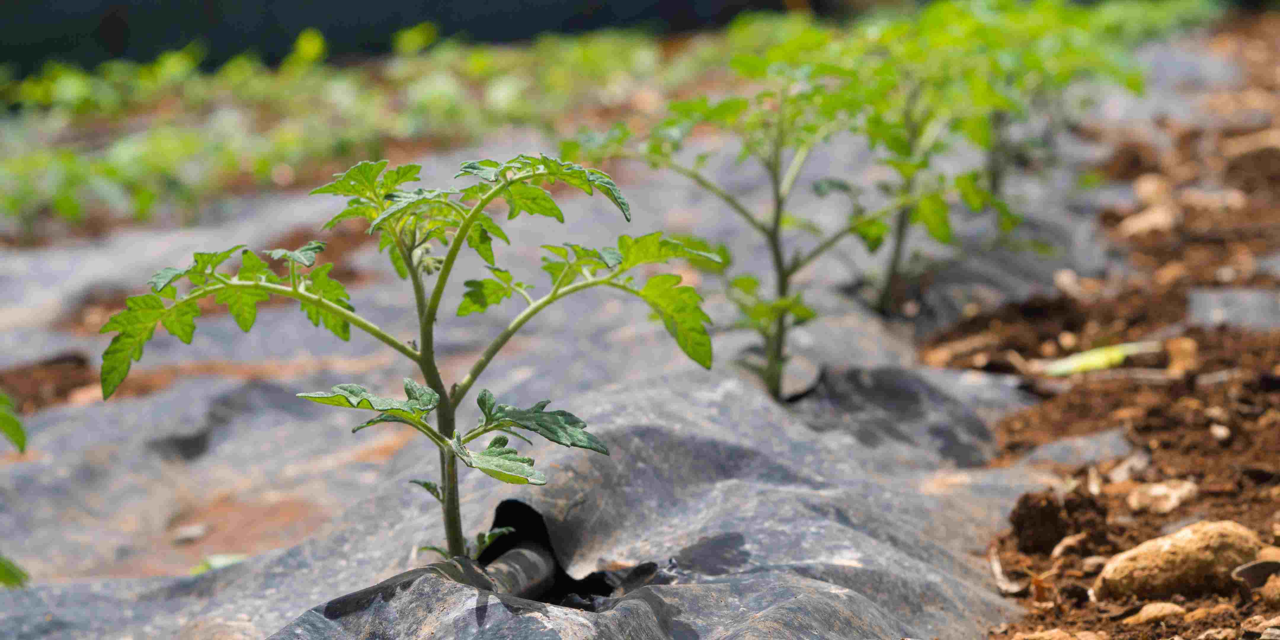 Ini Manfaat Plastik Mulsa untuk Tanaman