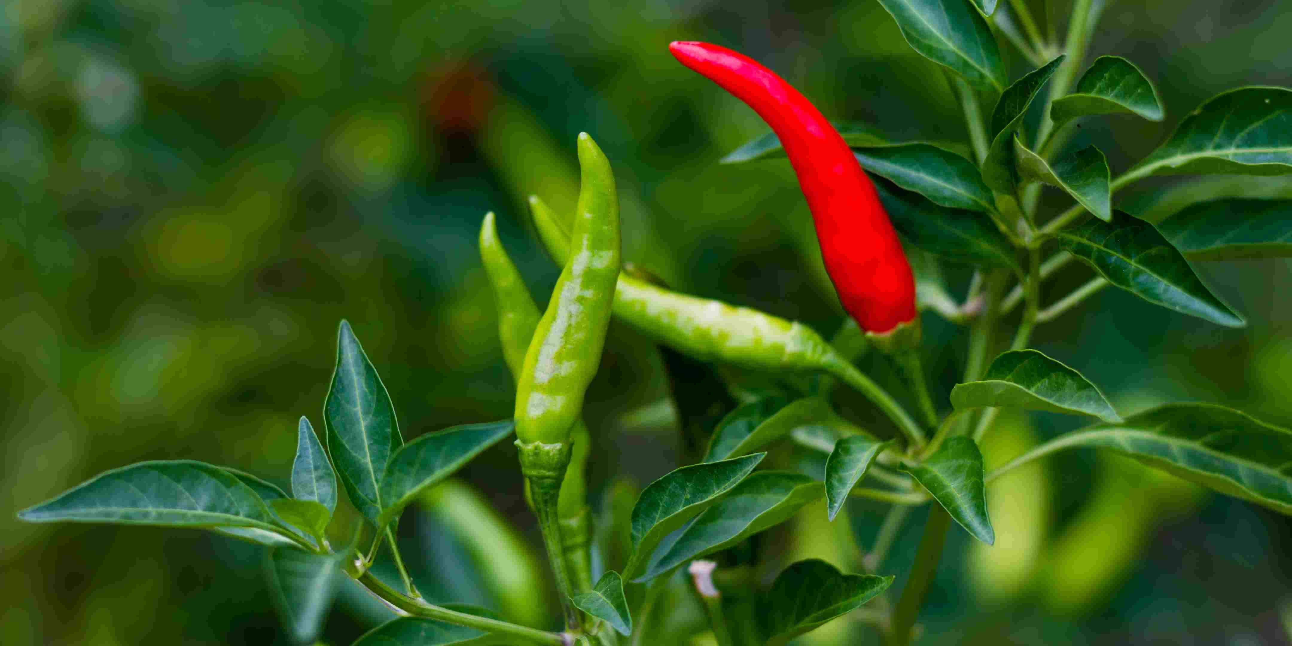 1.800 Atlet ikuti KlikDokter Run Fest 2022 , Gelorakan Semangat #JagaSehatmu Sambil Wisata