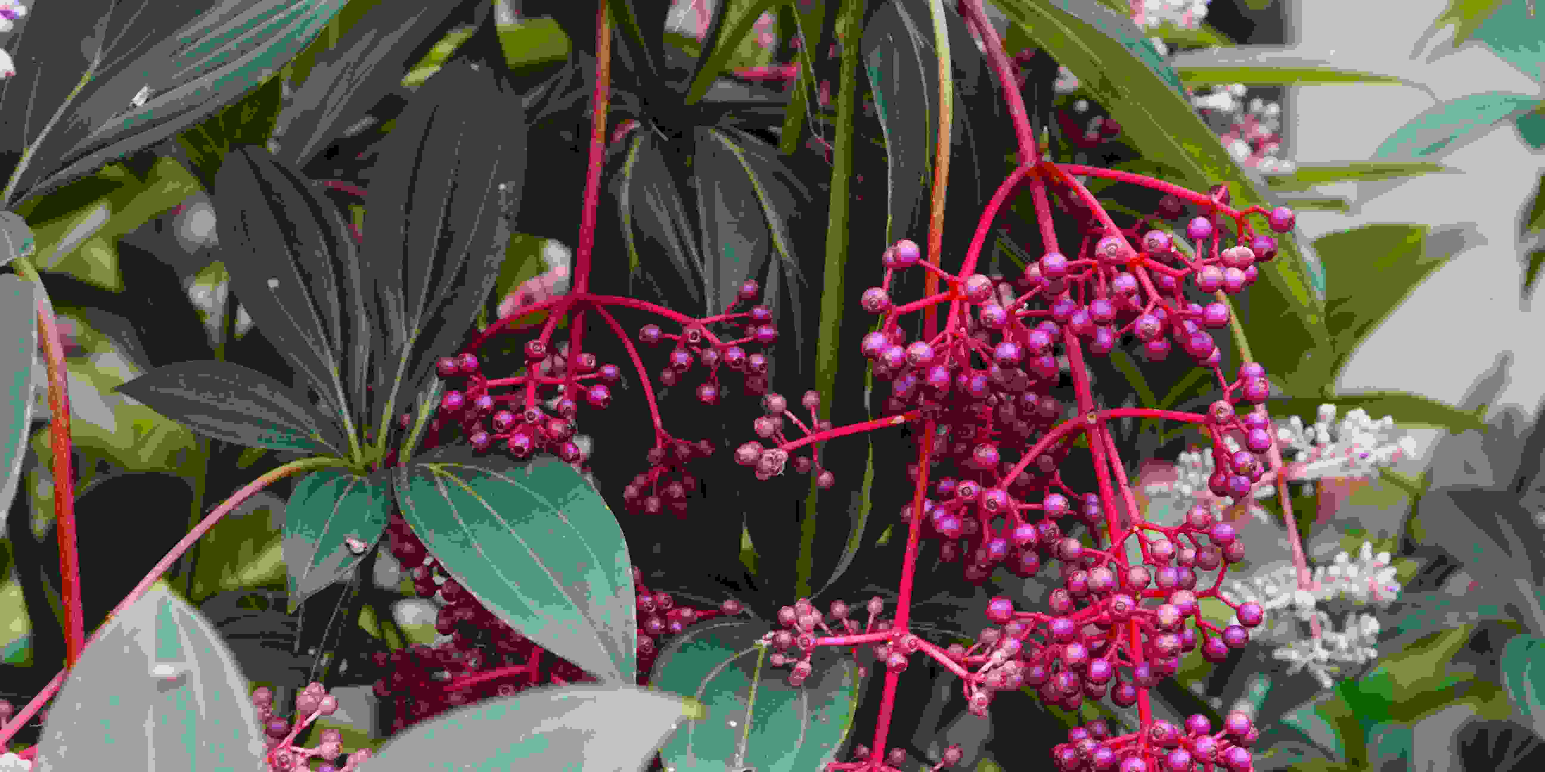 Buah Parijoto untuk Program Hamil (Promil)