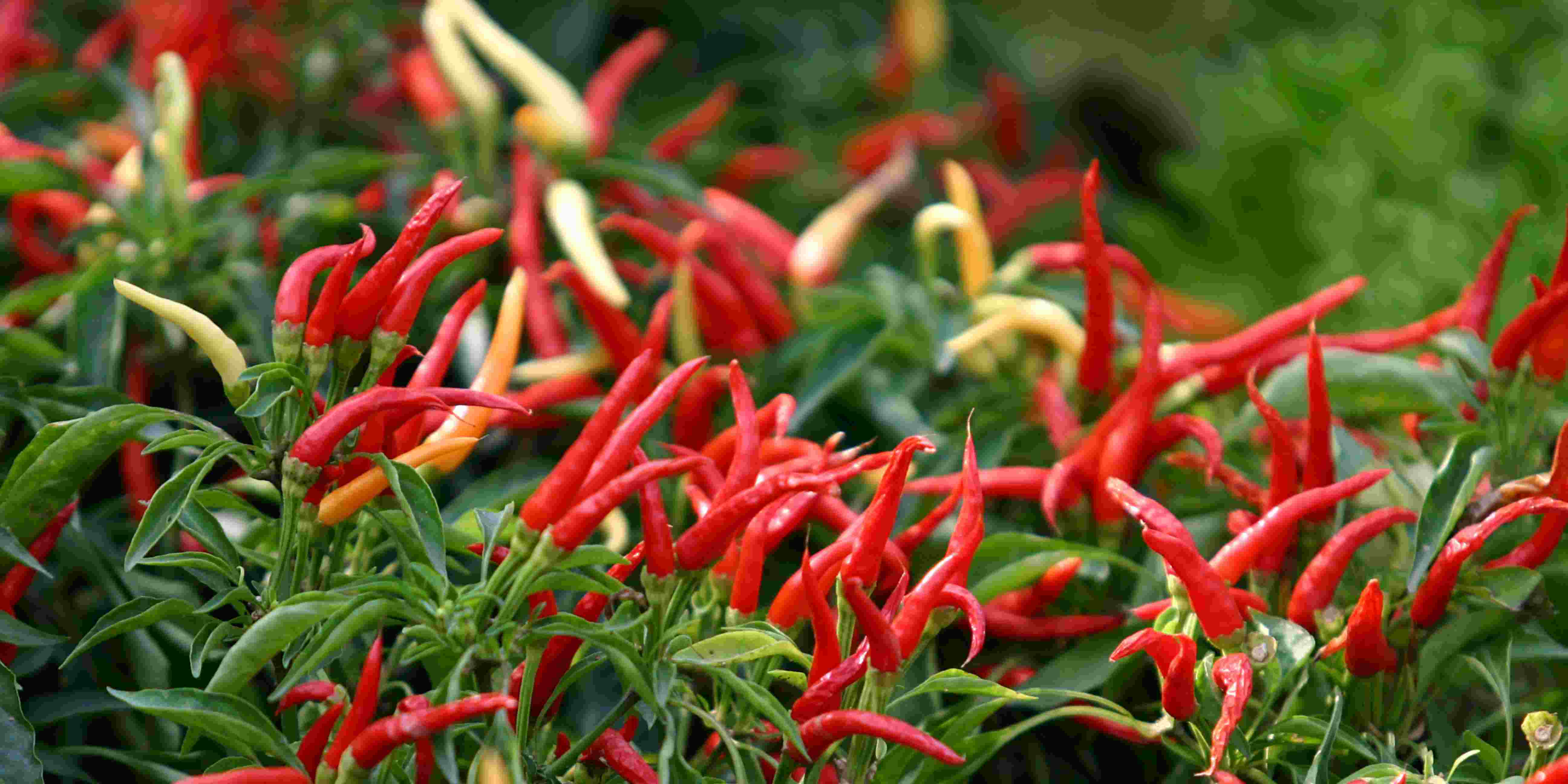 Potong Pucuk Cabai Biar Berbuah Lebat, Ini Ilmu Petani Sukses