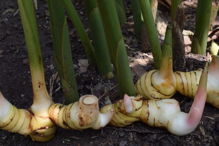 1.800 Atlet ikuti KlikDokter Run Fest 2022 , Gelorakan Semangat #JagaSehatmu Sambil Wisata