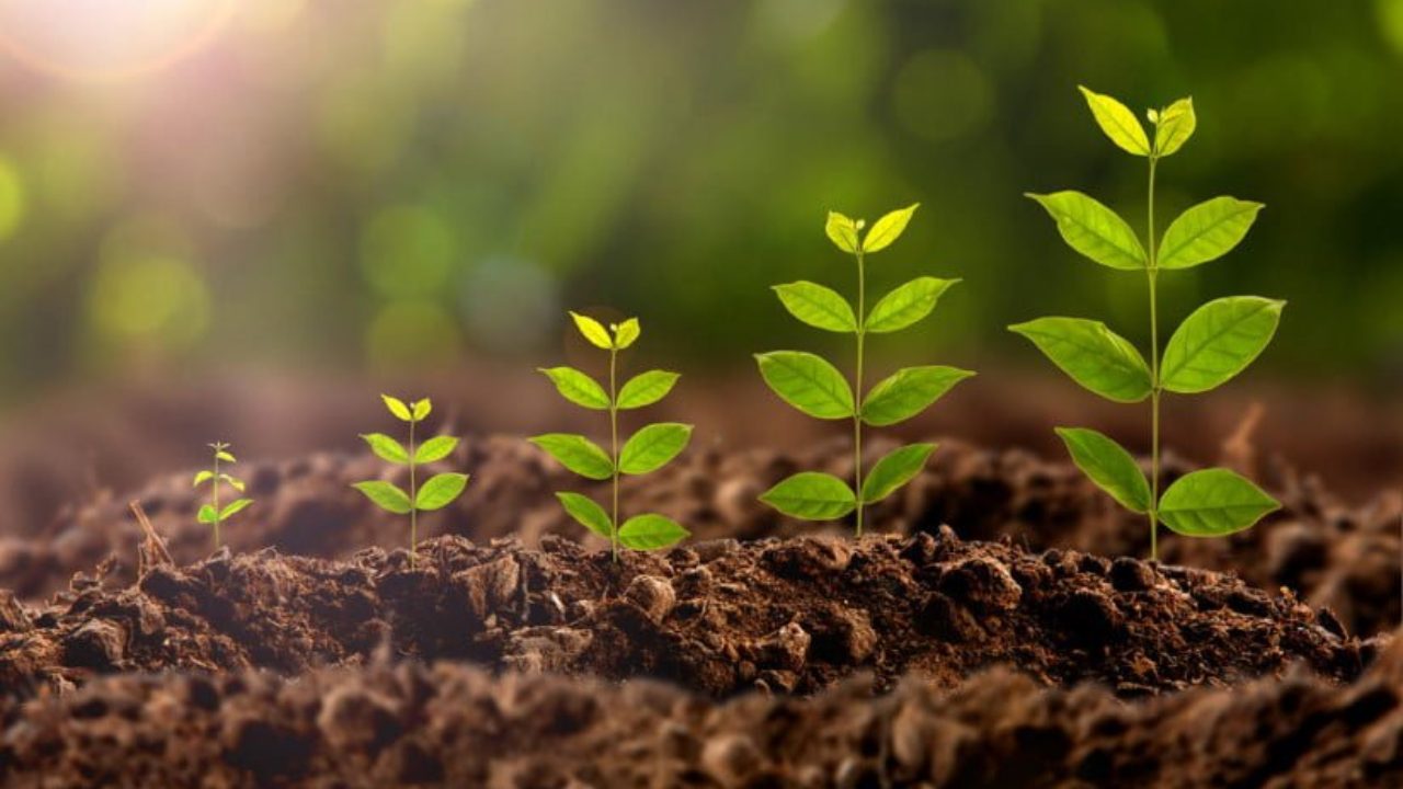 Bikin Irit, Zat Pengatur Tumbuh Alami Buat Tanaman Kamu