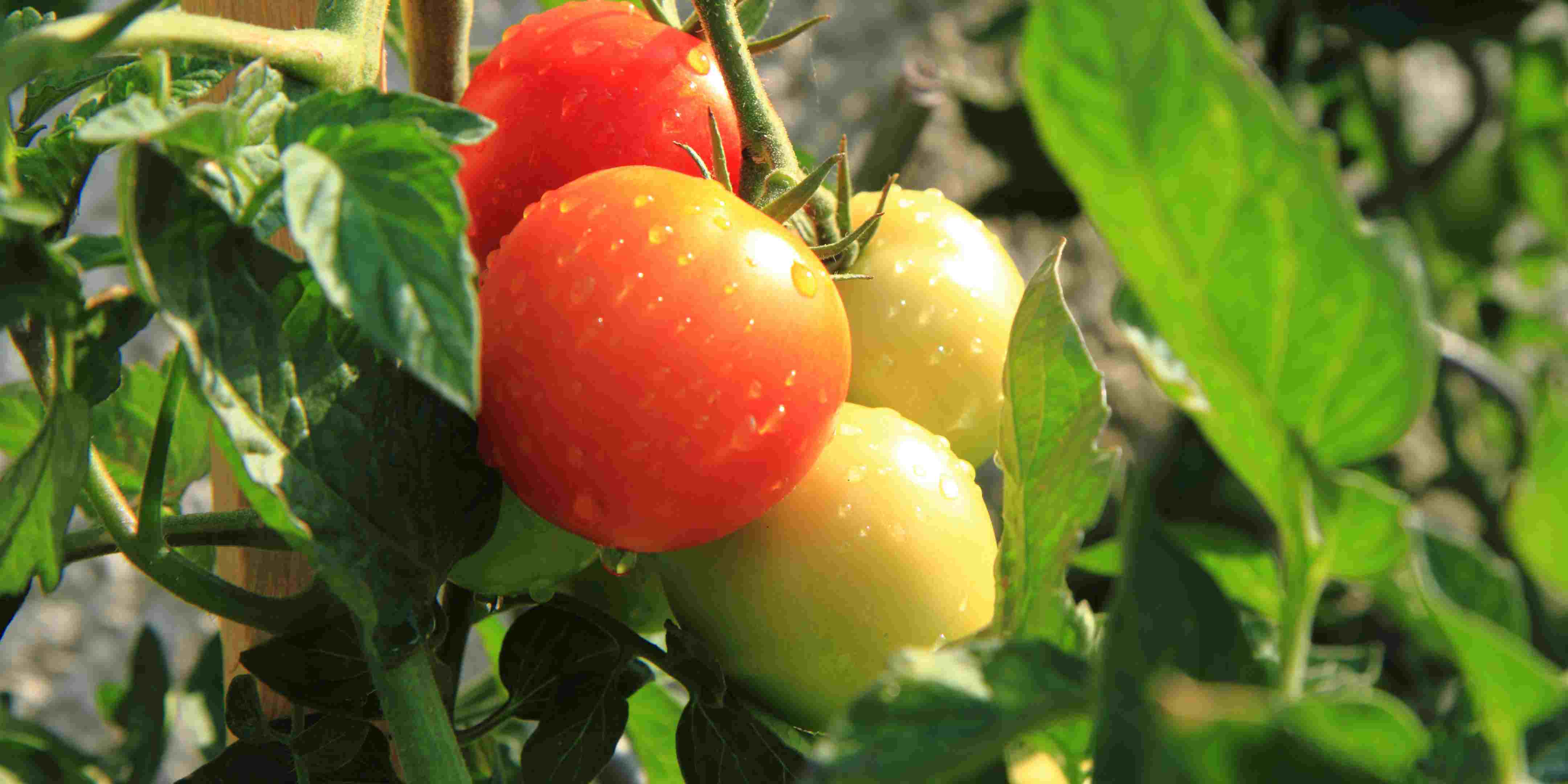 1.800 Atlet ikuti KlikDokter Run Fest 2022 , Gelorakan Semangat #JagaSehatmu Sambil Wisata