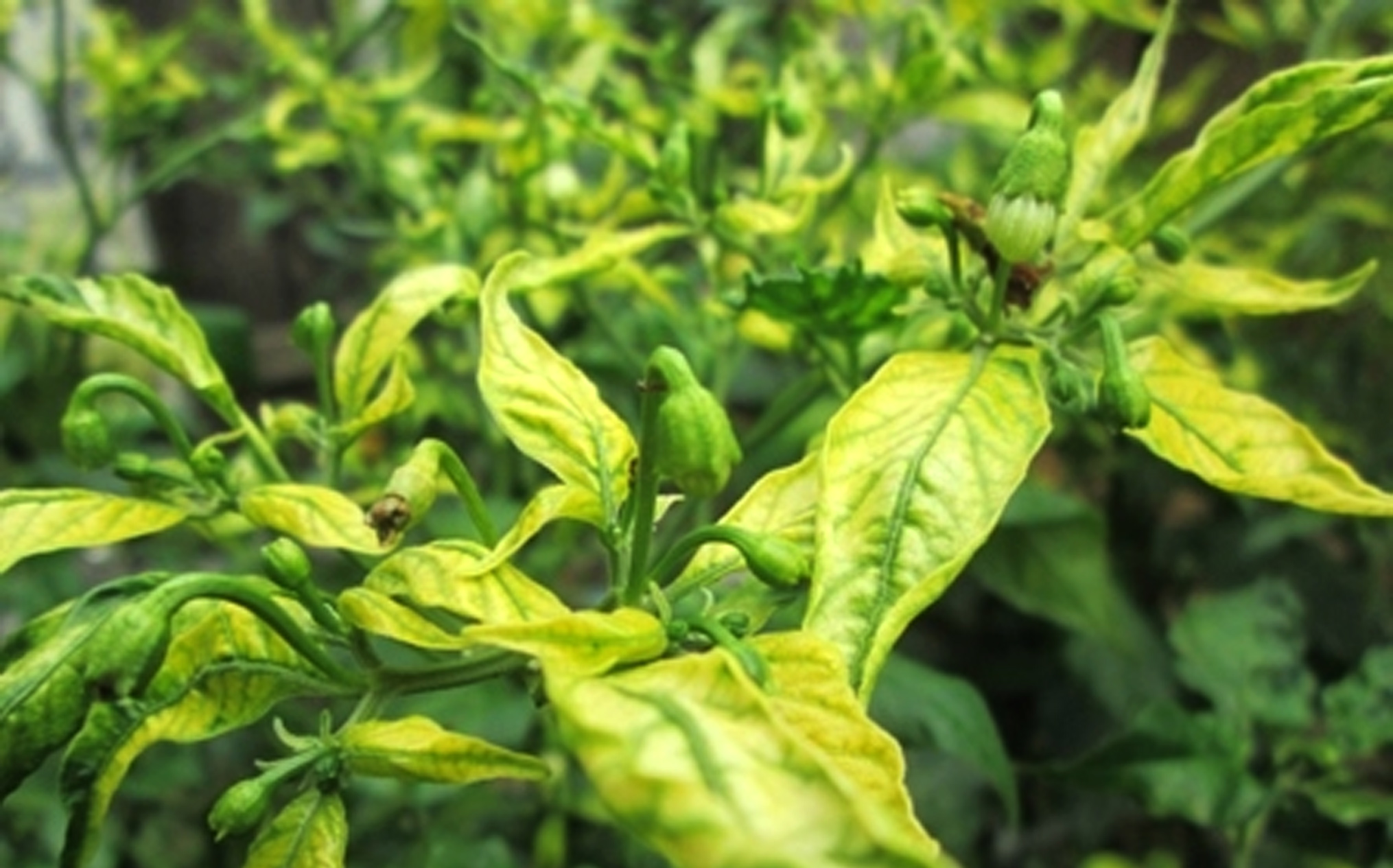 Jurus Menghindari Tanaman Cabai Dari Serangan Virus Gemini