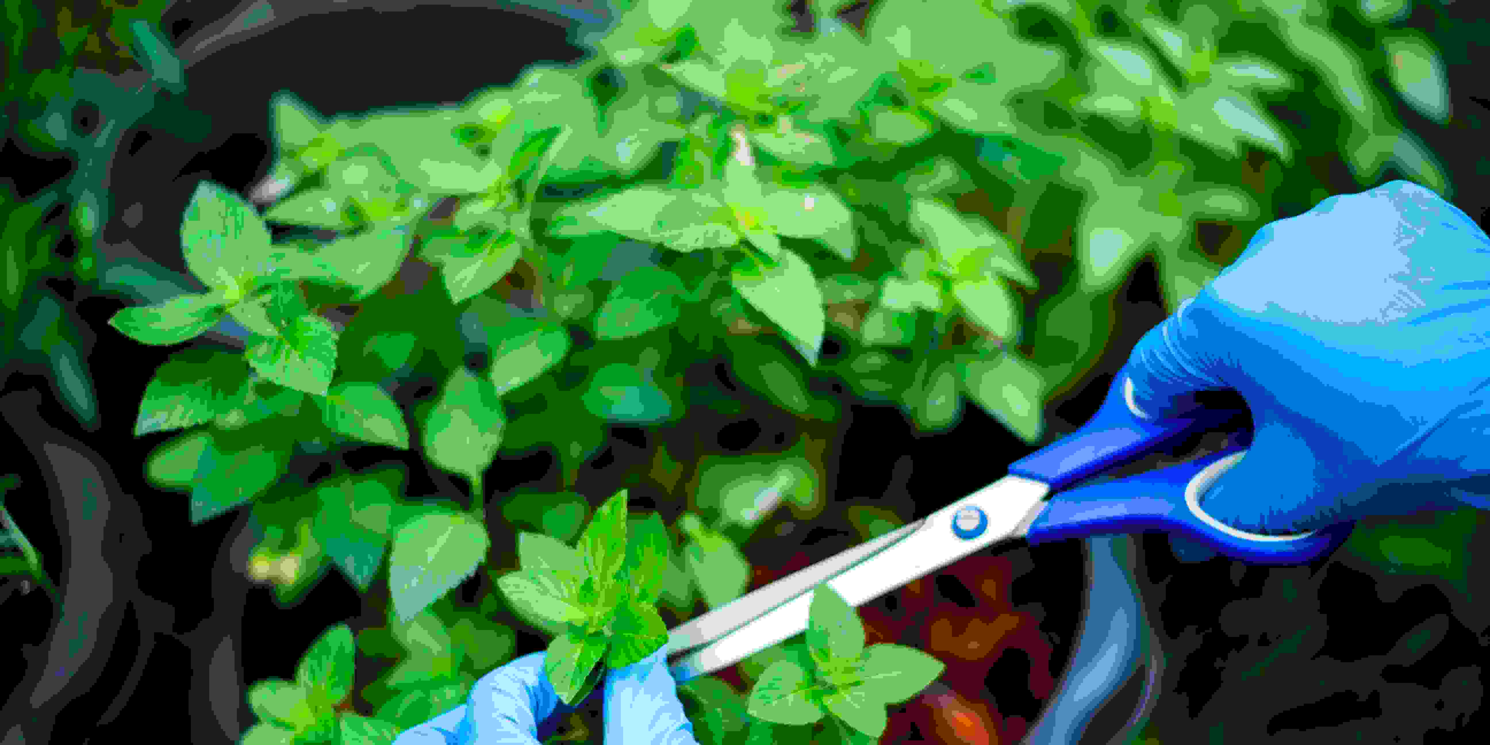 Cara Menanam Mint dengan Stek Batang: Mudah dan Cepat Tumbuh!