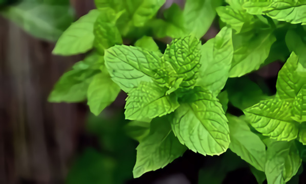 Jenis Tanaman Mint yang Perlu Kalian Ketahui