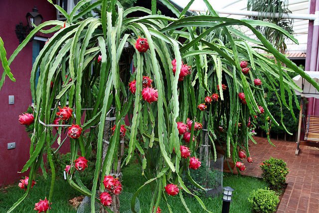 1.800 Atlet ikuti KlikDokter Run Fest 2022 , Gelorakan Semangat #JagaSehatmu Sambil Wisata