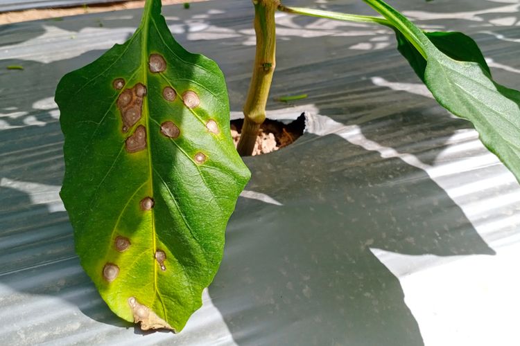 Daun Cabai Kering Seperti Terbakar, Ini Penyebab dan Cara Mengatasinya