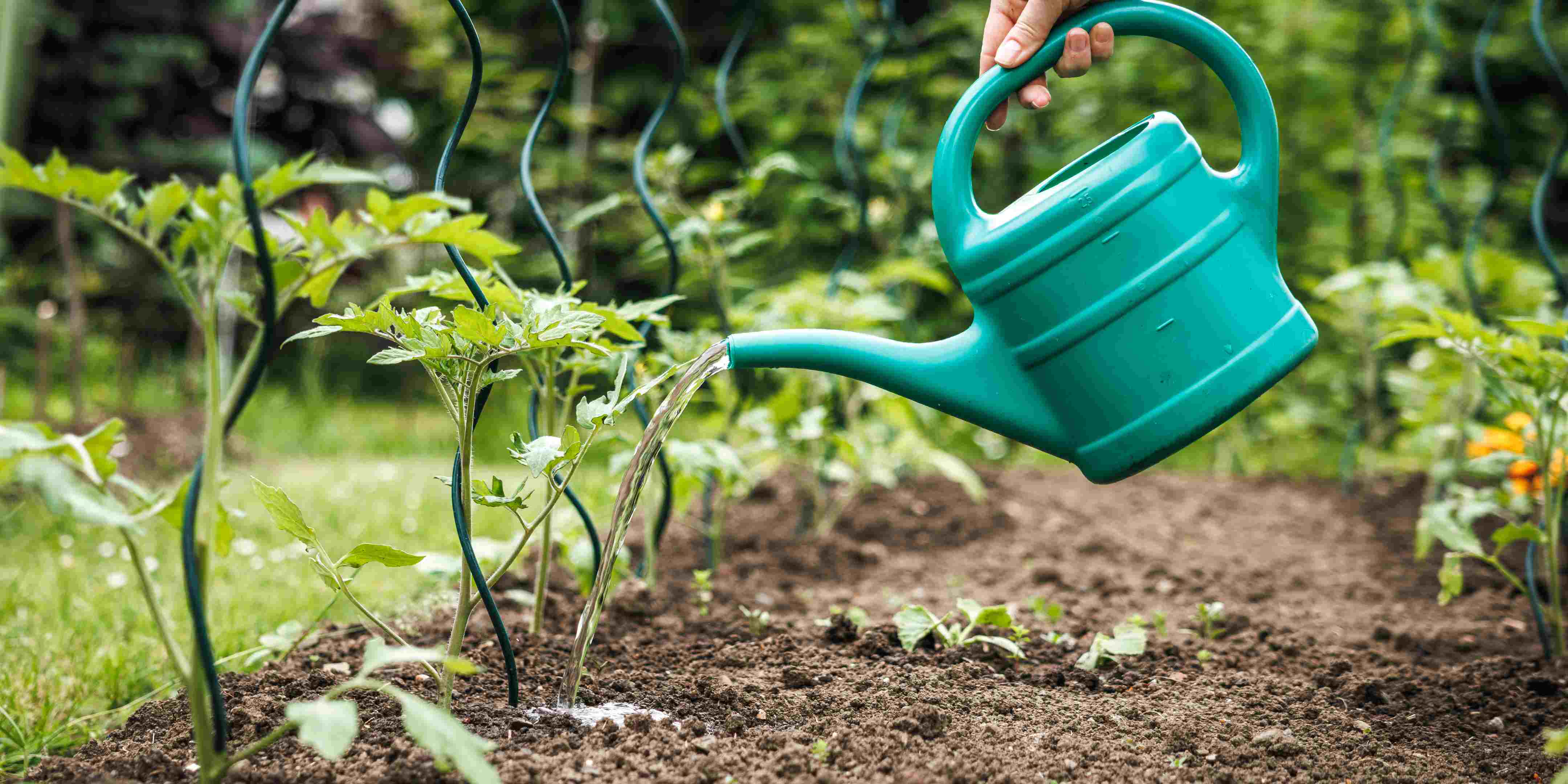 1.800 Atlet ikuti KlikDokter Run Fest 2022 , Gelorakan Semangat #JagaSehatmu Sambil Wisata