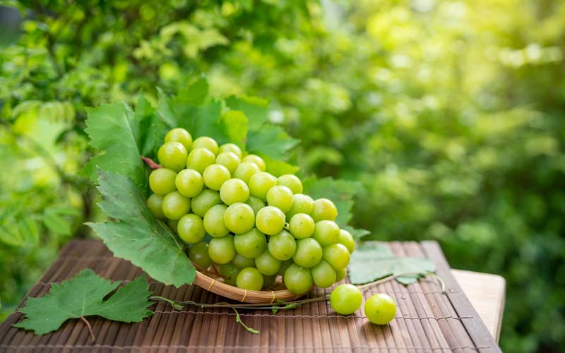 Cara Stek Anggur Untuk Pemula, Agar Cepat Berbuah