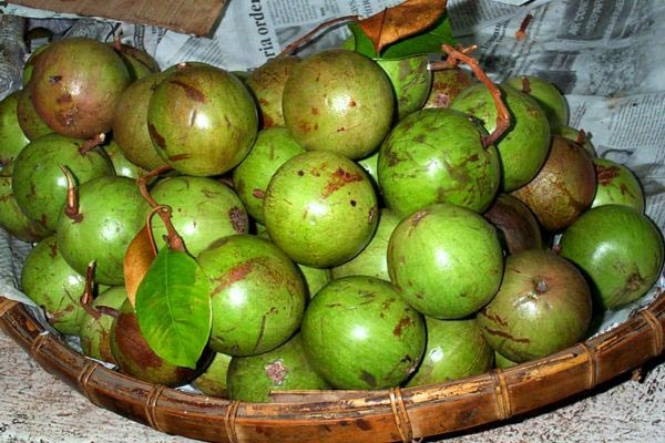 Khasiat Ajaib Buah Kenitu Untuk Kesehatan