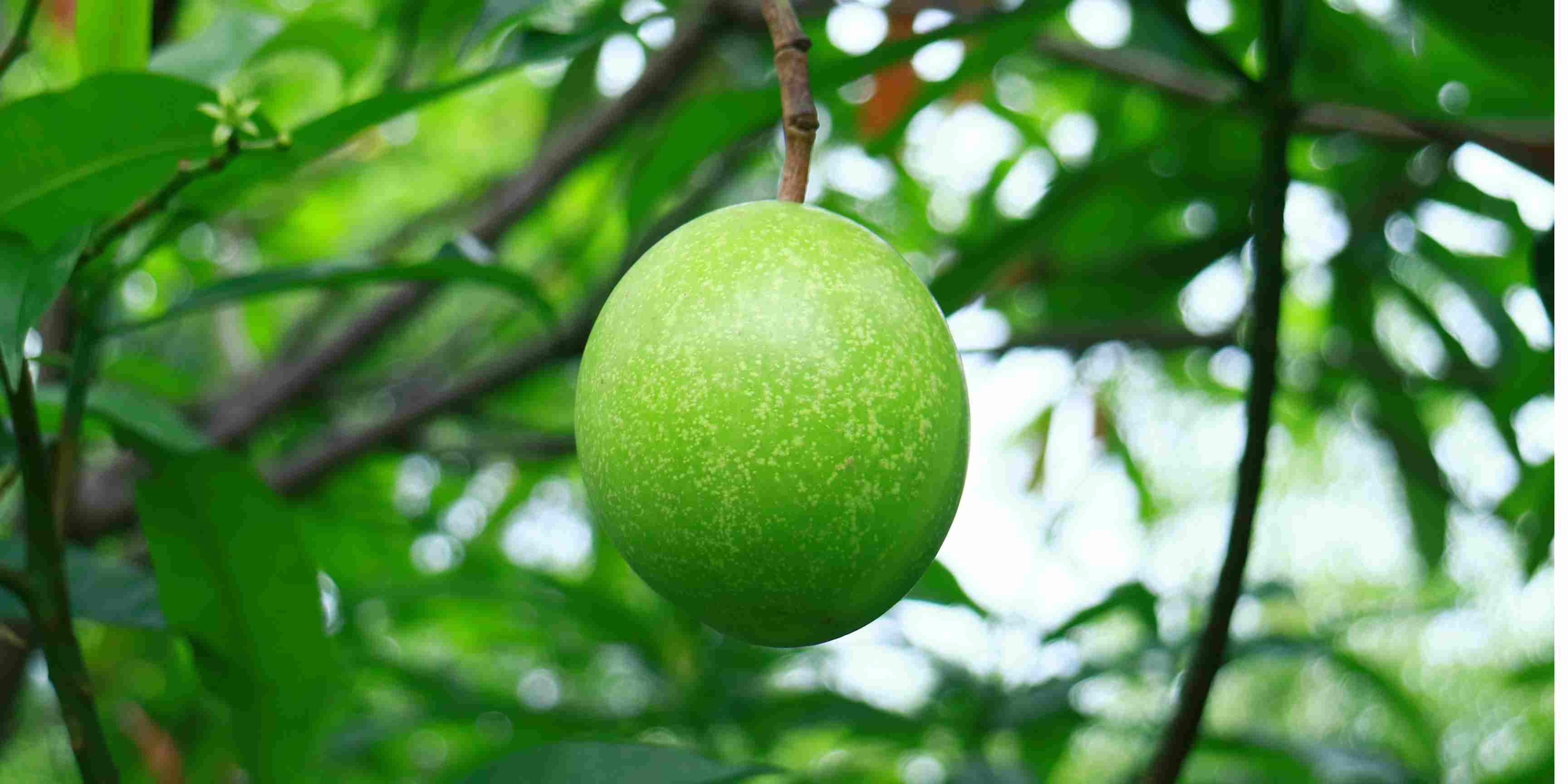 Mengenal Buah Bintaro: Buah Beracun Pengusir Tikus