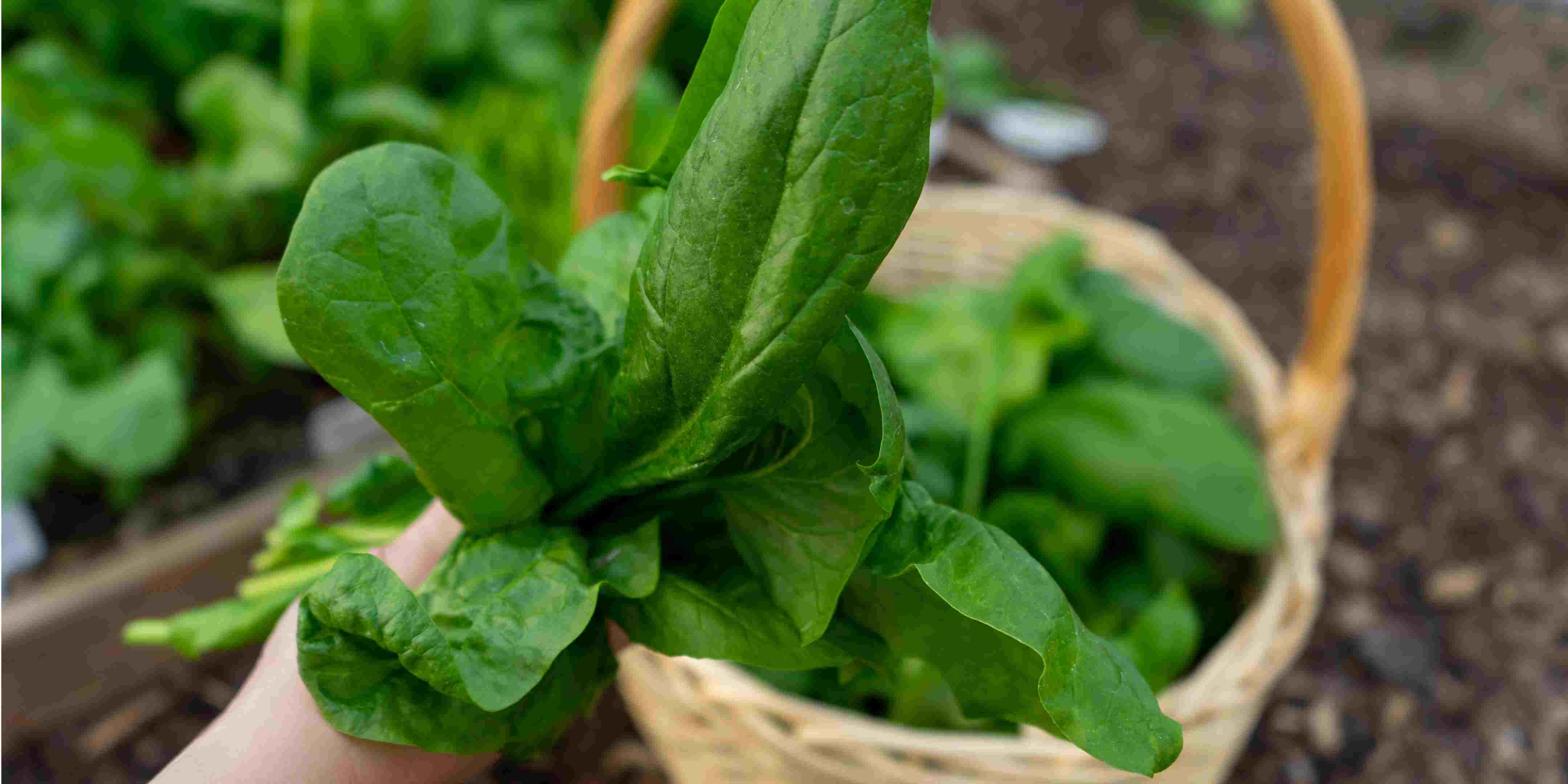 1.800 Atlet ikuti KlikDokter Run Fest 2022 , Gelorakan Semangat #JagaSehatmu Sambil Wisata