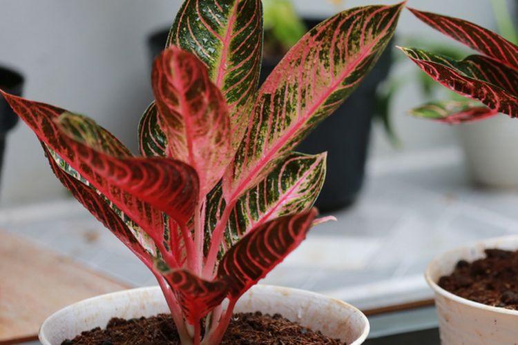 Busuk Batang Pada Tanaman Aglaonema: Penyebab dan Cara Mengatasinya