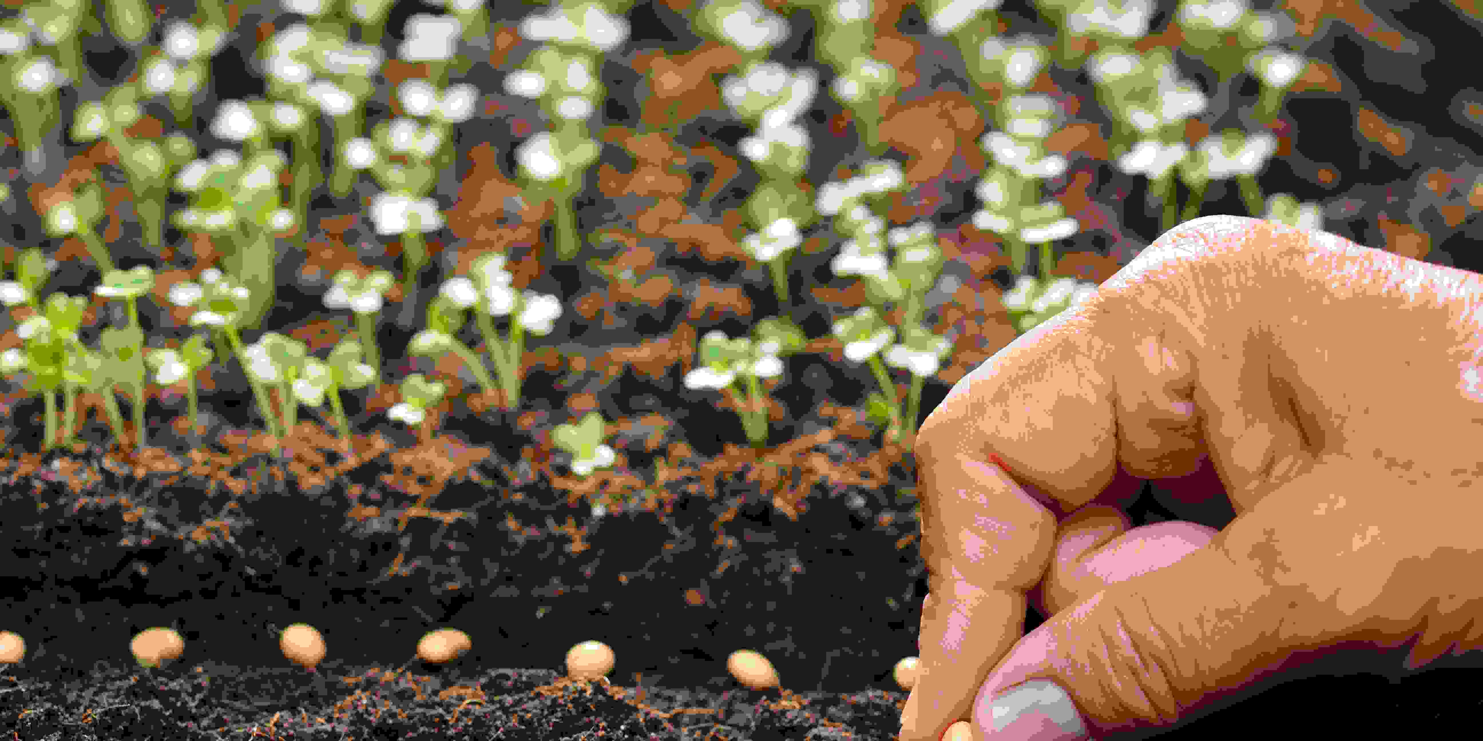 Saving Seed: Cara  Menyimpan Biji Tanaman untuk Musim Tanam Berikutnya