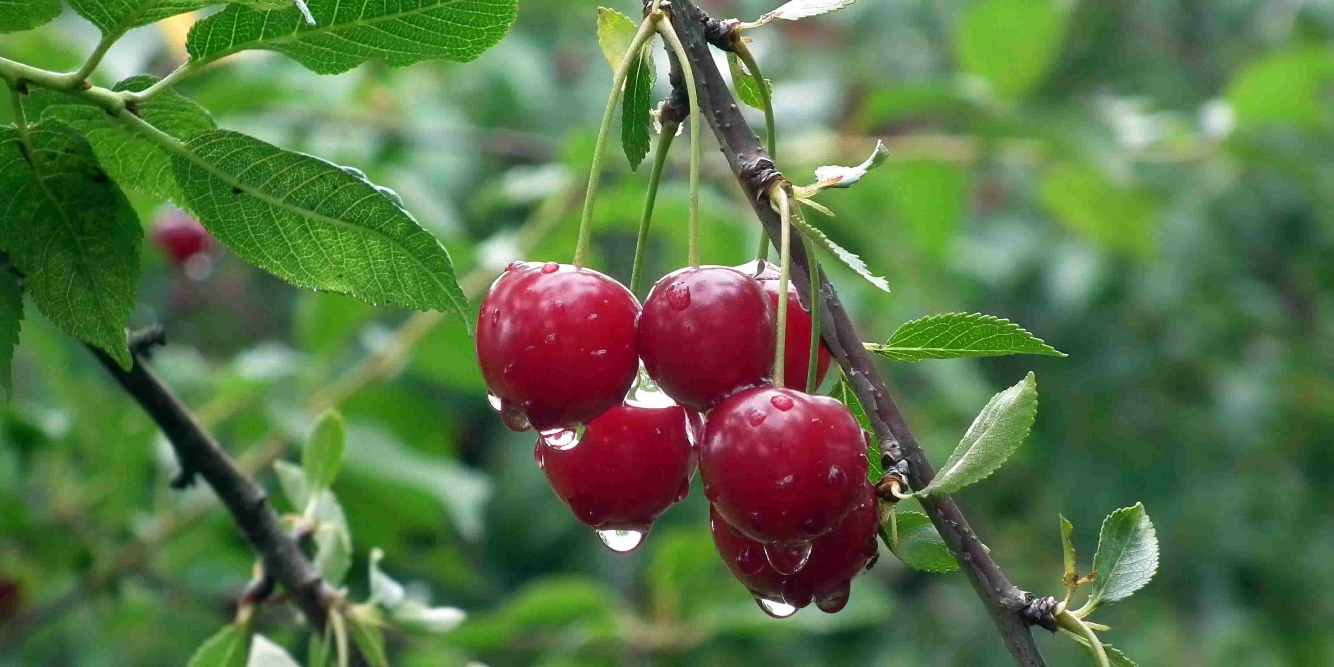 Mengenal Tanaman Kersen: Si Pohon Liar yang Kaya Manfaat