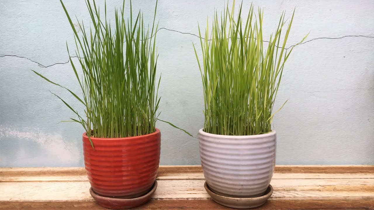 1.800 Atlet ikuti KlikDokter Run Fest 2022 , Gelorakan Semangat #JagaSehatmu Sambil Wisata