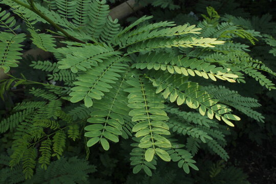 Bikin Subur Tanaman, Ini Cara Membuat POC Dari Daun Petai Cina