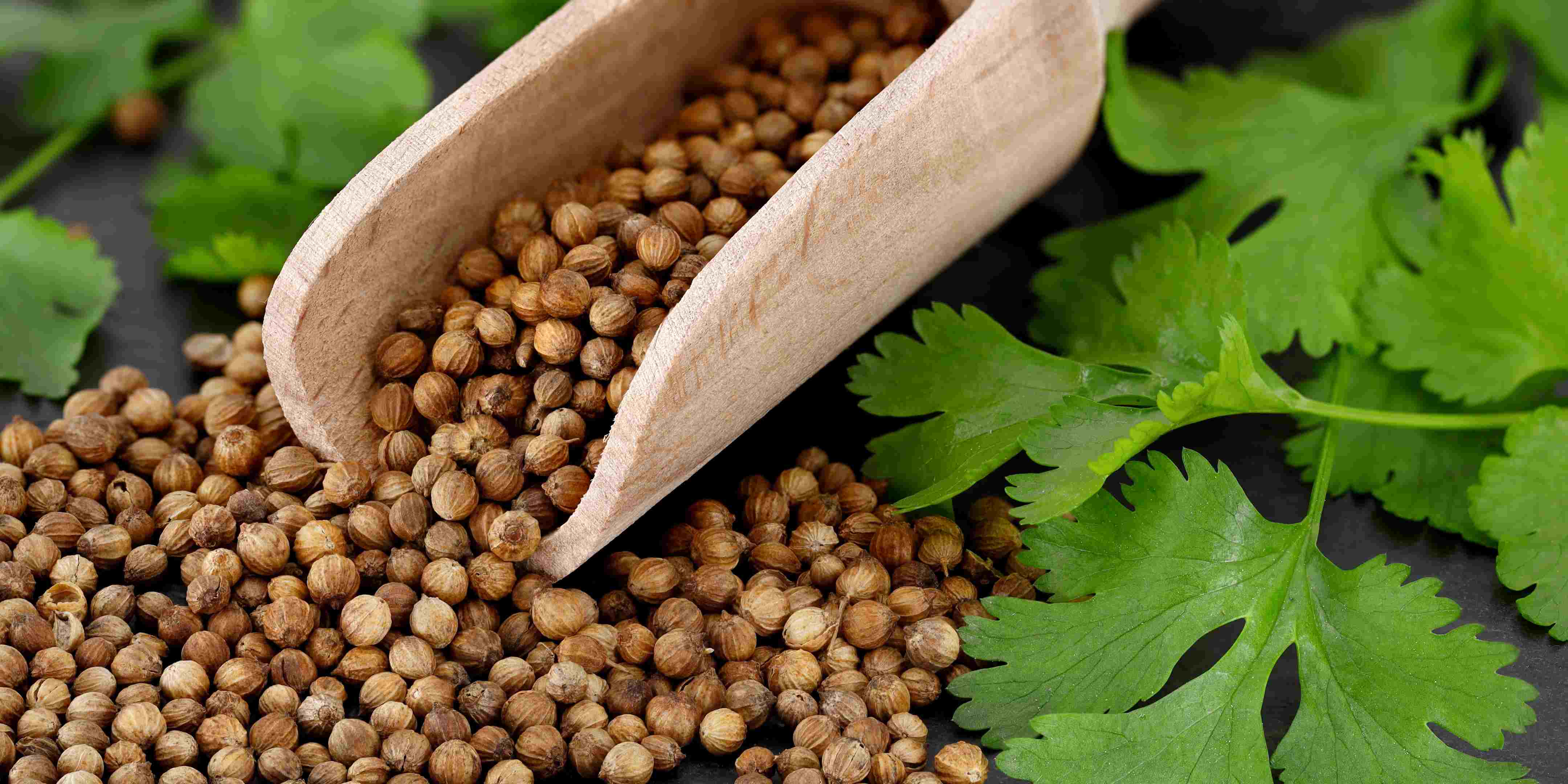 Cara Menanam Ketumbar di Polybag Untuk Pemula, Mudah dan Efektif