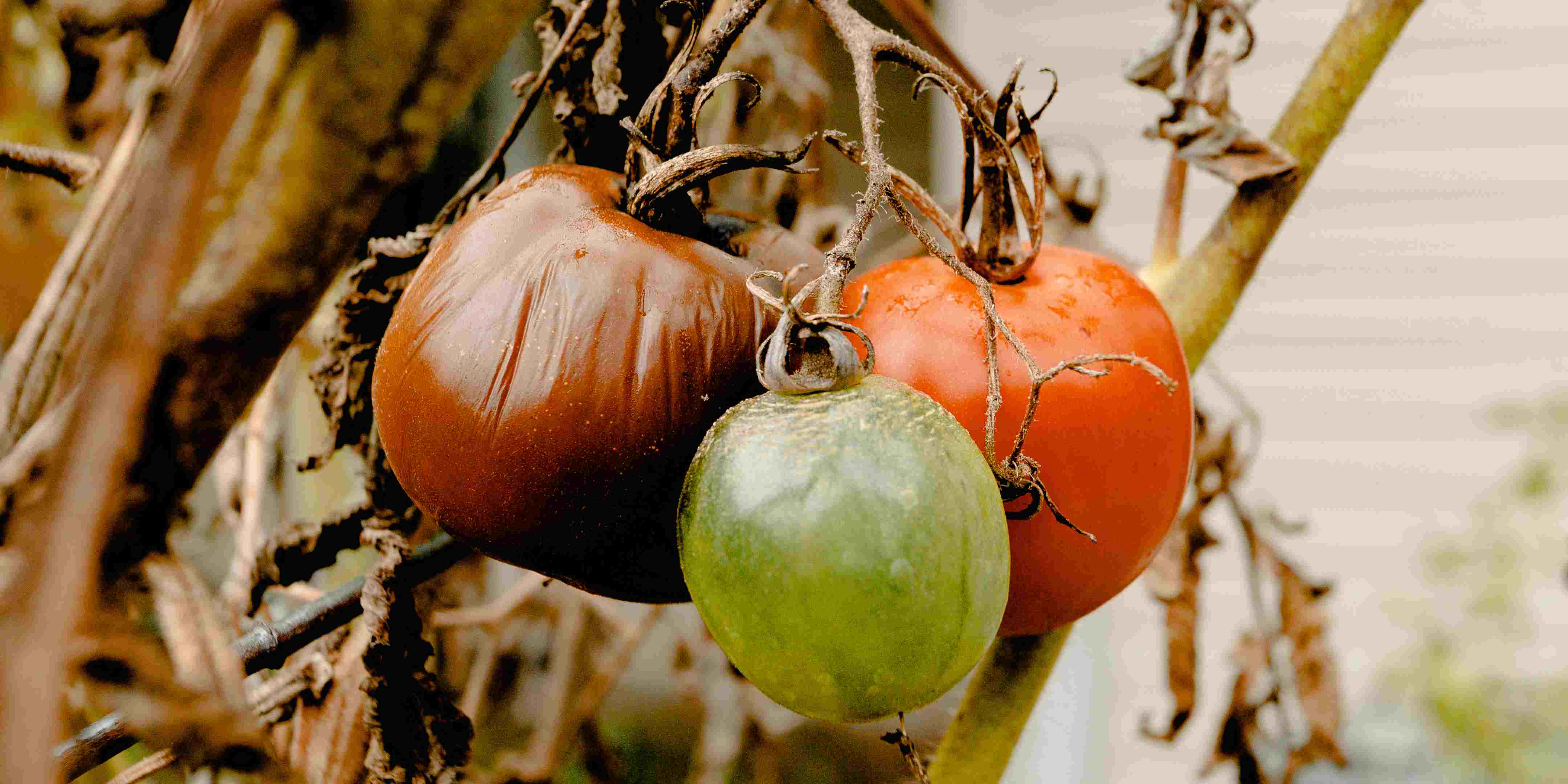 5 Penyebab Tanaman Tomat Layu dan Cara Mudah Mengatasinya