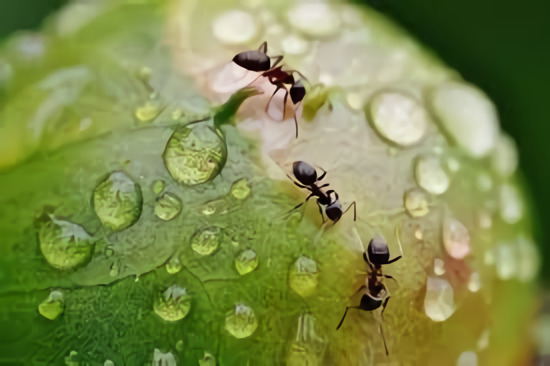 Apakah Semut Berbahaya Bagi Tanaman?
